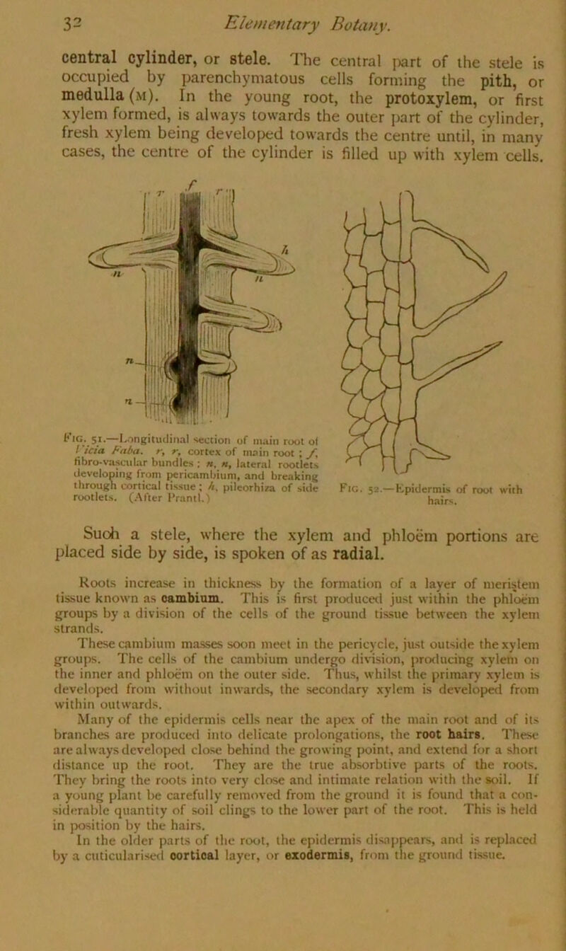 central cylinder, or stele. The central jiart of the stele is occupied by parenchymatous cells forming the pith, or medulla (m). In the young root, the protoxylem, or first xylem formed, is always towards the outer part of the cylinder, fresh xylem being develojred towards the centre until, in many cases, the centre of the cylinder is filled up with xylem cells. ^ *G* 5X.—Longitudinal section of main root of f icia Faba, r, r, cortex of main root ; yi fibro-vascular bundles : h, «, lateral rootlets developing from pericambium, and breaking through cortical tis.sue; /<. pilcorhiza of side rootlets. (After Prantl.’) Fig. 52.—Kpidermis of root with hair'i. Suoh a stele, where the xylem and phloem portions are placed side by side, is spoken of as radial. Roots increase in thickness by the formation of a layer of nieristein j tissue known as oambinm. This is first produced just within the phloem ; groups by a division of the cells of the ground tissue between the xylem 1 strands. i These cambium masses soon meet in the pericycle, just outside the xylem 1 groups. The cells of the cambium undergo division, pnxlucing xylem on ] the inner and phloem on the outer side. Thus, whilst the primary xylem is j developed from without inwards, the secondary xylem is developed from ! within outwards. | Many of the epidermis cells near the apex of the main root and of its j branches are produced into tlelicate prolongations, the root hairs. These j are always developed close behind the growing point, and extend for a short distance up the root. They are the true absorbtive parts of the roots. 1 They bring the roots into very close and intimate relation with the soil. If a young plant be carefully removed from the ground it is found that a con- siderable quantity of soil clings to the lower part of the root. This is held in )X)sition by the hairs. In the older parts of the root, the epidermis disappears, amt is replaceel by a cuticularised cortical layer, or exodermis, from the ground tissue.
