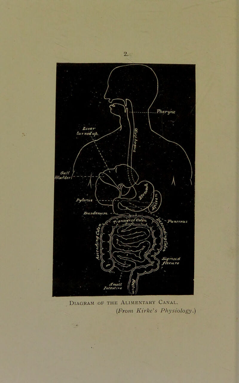 Diagram of the Alimentary Canal. (From Kirke's Physiology.)