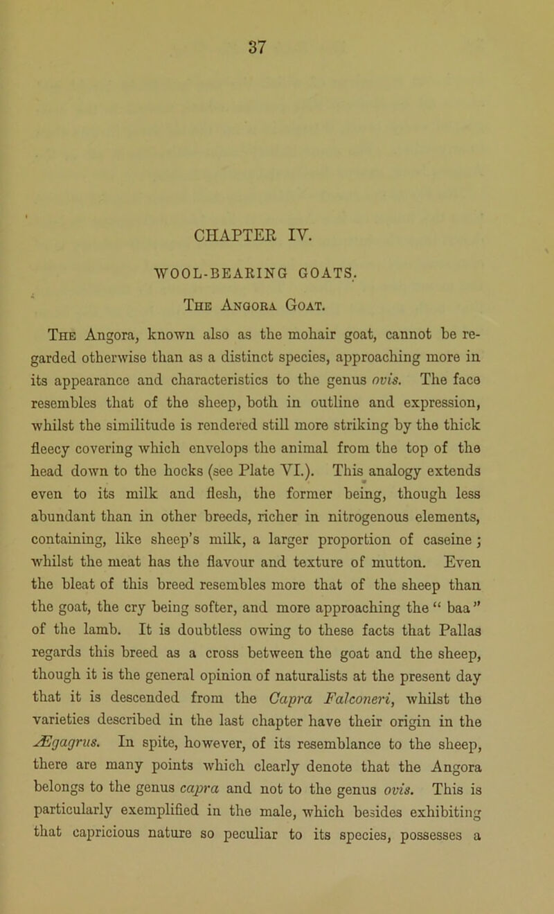 CHAPTER IY. WOOL-BEARING GOATS.. The Anooka Goat. The Angora, known also as the mohair goat, cannot he re- garded otherwise than as a distinct species, approaching more in its appearance and characteristics to the genus nvis. The face resembles that of the sheep, both in outline and expression, whilst the similitude is rendered still more striking by the thick fleecy covering which envelops the animal from the top of the head down to the hocks (see Plate VI.). This analogy extends even to its milk and flesh, the former being, though less abundant than in other breeds, richer in nitrogenous elements, containing, like sheep’s milk, a larger proportion of caseine ; whilst the meat has the flavour and texture of mutton. Even the bleat of this breed resembles more that of the sheep than the goat, the cry being softer, and more approaching the “ baa” of the lamb. It is doubtless owing to these facts that Pallas regards this breed as a cross between the goat and the sheep, though it is the general opinion of naturalists at the present day that it is descended from the Capra Falconeri, whilst tho varieties described in the last chapter have their origin in the vEgagrus. In spite, however, of its resemblance to the sheep, there are many points which clearly denote that the Angora belongs to the genus copra and not to the genus ovis. This is particularly exemplified in the male, which besides exhibiting that capricious nature so peculiar to its species, possesses a