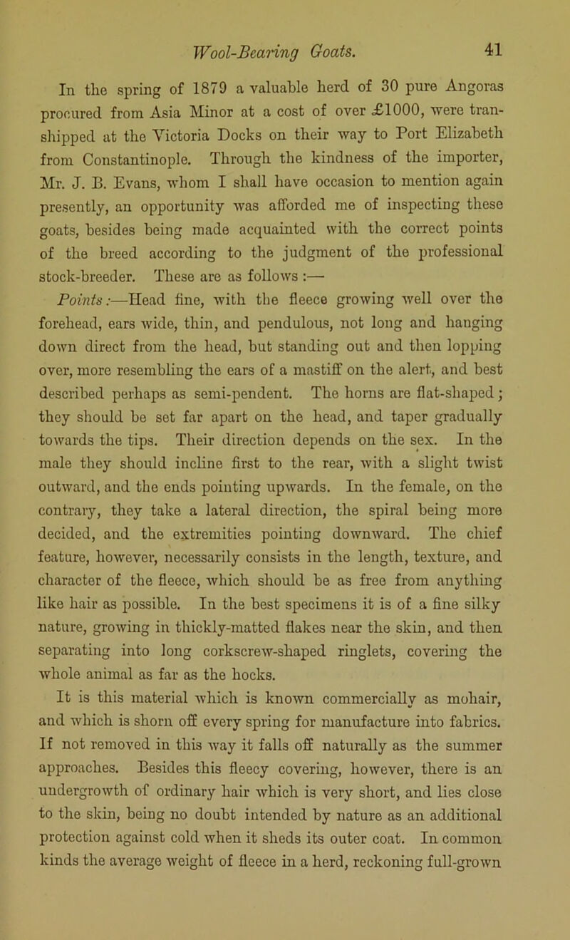 In the spring of 1879 a valuable herd of 30 pure Angoras procured from Asia Minor at a cost of over £1000, were tran- shipped at the Victoria Docks on their way to Port Elizabeth from Constantinople. Through the kindness of the importer, Mr. J. B. Evans, whom I shall have occasion to mention again presently, an opportunity was afforded me of inspecting these goats, besides being made acquainted with the correct points of the breed according to the judgment of the professional stock-breeder. These are as follows :— Points:—Head line, with the fleece growing well over the forehead, ears wide, thin, and pendulous, not long and hanging down direct from the head, but standing out and then lopping over, more resembling the ears of a mastiff on the alert, and best described perhaps as semi-pendent. The horns are flat-shaped; they should be set far apart on the head, and taper gradually towards the tips. Their direction depends on the sex. In the male they should incline first to the rear, with a slight twist outward, and the ends pointing upwards. In the female, on the contrary, they take a lateral direction, the spiral being more decided, and the extremities pointing downward. The chief feature, however, necessarily consists in the length, texture, and character of the fleece, which should be as free from anything like hair as possible. In the best specimens it is of a fine silky nature, growing in thickly-matted flakes near the skin, and then separating into long corkscrew-shaped ringlets, covering the whole animal as far as the hocks. It is this material which is known commercially as mohair, and which is shorn off every spring for manufacture into fabrics. If not removed in this way it falls off naturally as the summer approaches. Besides this fleecy covering, however, there is an undergrowth of ordinary hair 'which is very short, and lies close to the skin, being no doubt intended by nature as an additional protection against cold when it sheds its outer coat. In common kinds the average weight of fleece in a herd, reckoning full-grown