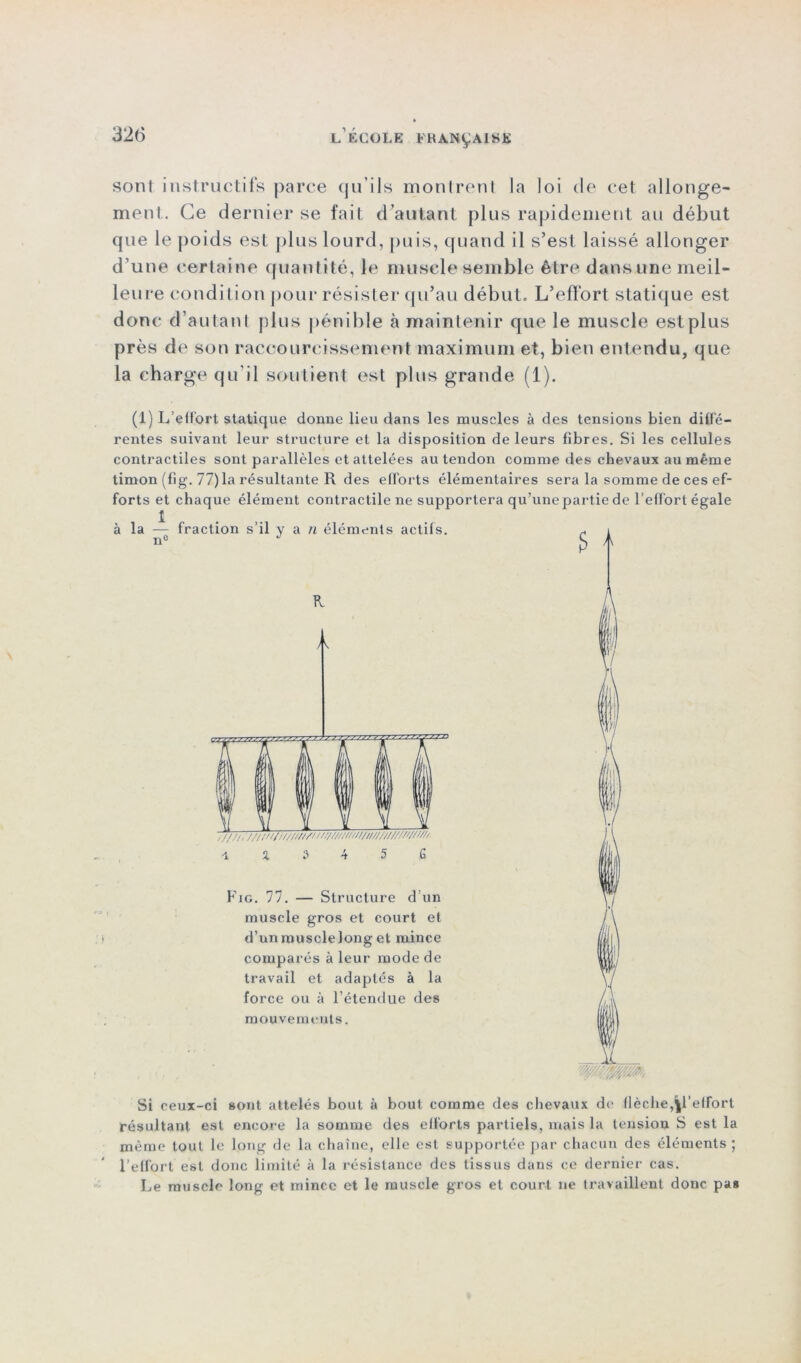 sont instructifs parce qu'ils montrent la loi de cet allonge- ment. Ce dernier se fait d’autant plus rapidement au début que le poids est plus lourd, puis, quand il s’est laissé allonger d’une certaine quantité, le muscle semble être dansune meil- leure condition pour résister qu’au début» L’efTort statique est donc d’autant plus pénible à maintenir que le muscle est plus près de son raccourcissement maximum et, bien entendu, que la charge qu'il soutient est plus grande (1). (1) L'effort statique donne lieu dans les muscles à des tensions bien diffe- rentes suivant leur structure et la disposition de leurs fibres. Si les cellules contractiles sont parallèles et attelées au tendon comme des chevaux au même timon (fig. 77) la résultante R des efforts élémentaires sera la somme de ces ef- forts et chaque élément contractile ne supportera qu’unepartie de l’effort égale à la — fraction s’il va n éléments actifs. n° J \ % 2> 4 5 G Fig. 77. — Structure d’un muscle gros et court et d’unmusclelonget mince comparés à leur mode de travail et adaptés à la force ou à l’étendue des mouvements. Si ceux-ci sont attelés bout à bout comme des chevaux de flèche,^l’effort résultant est encore la somme des efforts partiels, mais la tension S est la même tout le long de la chaîne, elle est supportée par chacun des éléments ; l’effort est donc limité à la résistance des tissus dans ce dernier cas. Le muscle long et mince et le muscle gros et court ne travaillent donc pas