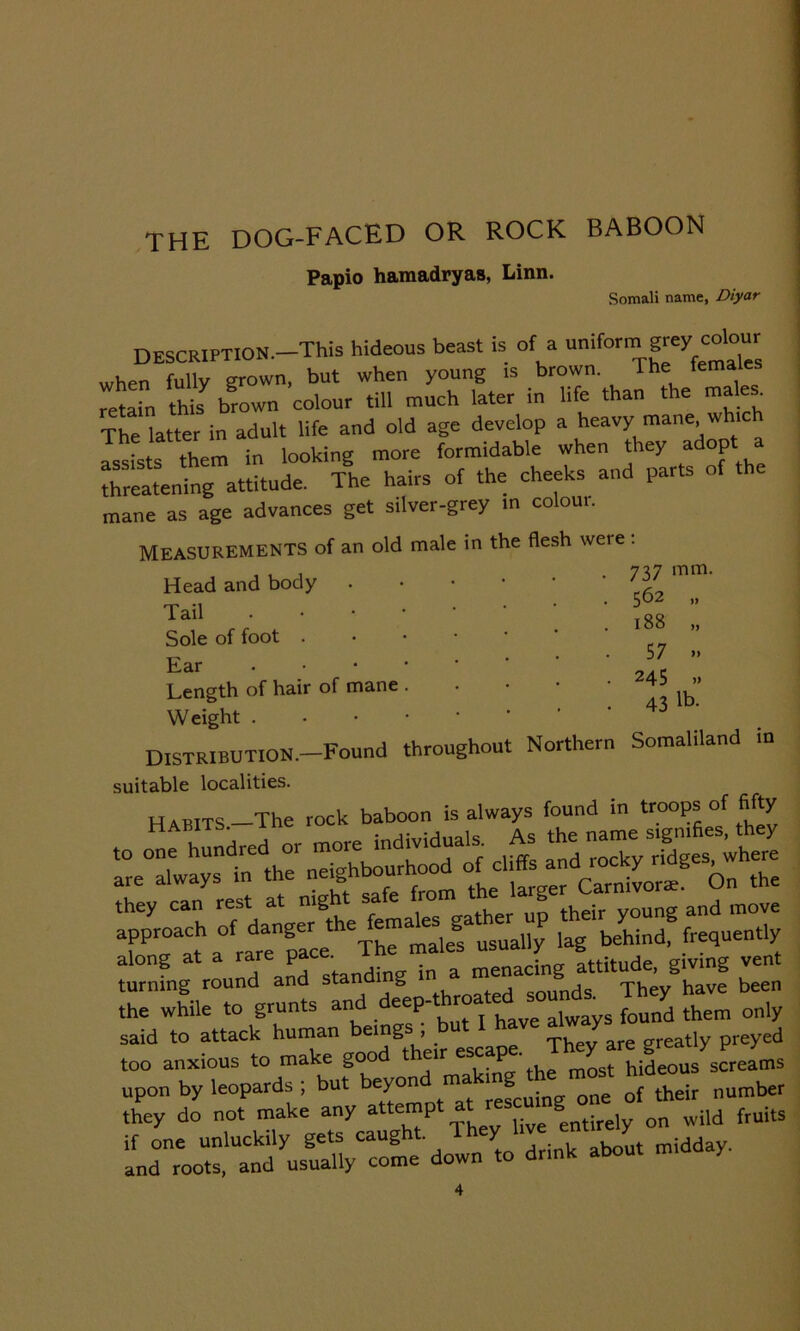 THE DOG-FACED OR ROCK BABOON Papio hamadryas, Linn. Somali name, Diyar DESCRIPTION. This hideous beast is of a uniform grey colour when fully grown, but when young is brown. The females retain this7 brown colour till much later in life than the male . The latter in adult life and old age develop a heavy mane, whi “ them in looking more formidable when they adopt a threatening attitude. The hairs of the cheeks and parts of the mane as age advances get silver-grey in coloui. MEASUREMENTS of an old male in the flesh were : , , , .737 mm. Head and body . /:>/ Tail Sole of foot . Ear . Length of hair of mane . Weight yy 562 18B 57 » 245 .» 43 lb- Distribution.—Found throughout Northern Somaliland in suitable localities. Habits—The rock baboon is always found in troops of fifty HABITS, r , name signifies, they they can rest at night sa e rom their young and move Trat\°fraroTace*ThrmaSlegs usually lag behind, frequently turning round and standing in a ‘^^havf ten the while to grunts anddee^m fhaveTways found them only too anxious to make good their escape breams upon by leopards ; but beyond ma ing on£ of their number they do not make any attempt entirely on wild fruits