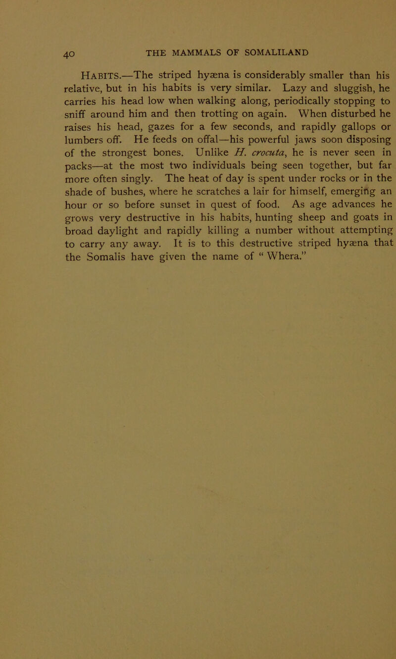 HABITS.—The striped hyaena is considerably smaller than his relative, but in his habits is very similar. Lazy and sluggish, he carries his head low when walking along, periodically stopping to sniff around him and then trotting on again. When disturbed he raises his head, gazes for a few seconds, and rapidly gallops or lumbers off. He feeds on offal—his powerful jaws soon disposing of the strongest bones. Unlike H. crocuta, he is never seen in packs—at the most two individuals being seen together, but far more often singly. The heat of day is spent under rocks or in the shade of bushes, where he scratches a lair for himself, emerging an hour or so before sunset in quest of food. As age advances he grows very destructive in his habits, hunting sheep and goats in broad daylight and rapidly killing a number without attempting to carry any away. It is to this destructive striped hyaena that the Somalis have given the name of “ Whera.”