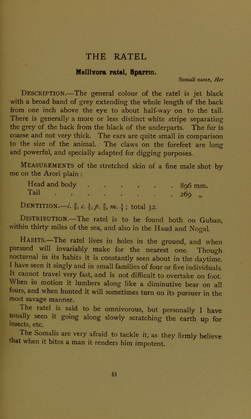 THE RATEL Melliyora ratel, Sparrm. Somali name, Hor DESCRIPTION.—The general colour of the ratel is jet black with a broad band of grey extending the whole length of the back from one inch above the eye to about half-way on to the tail. There is generally a more or less distinct white stripe separating the grey of the back from the black of the underparts. The fur is coarse and not very thick. The ears are quite small in comparison to the size of the animal. The claws on the forefeet are long and powerful, and specially adapted for digging purposes. MEASUREMENTS of the stretched skin of a fine male shot by me on the Arori plain : Head and body 896 mm. TaiI 269 „ Dentition.—i. §, \,p. m. j; total 32. Distribution.—The ratel is to be found both on Guban, within thirty miles of the sea, and also in the Haud and Nogal. Habits.—The ratel lives in holes in the ground, and when pursued will invariably make for the nearest one. Though nocturnal in its habits it is constantly seen about in the daytime. I have seen it singly and in small families of four or five individuals. It cannot travel very fast, and is not difficult to overtake on foot. When in motion it lumbers along like a diminutive bear on all fours, and when hunted it will sometimes turn on its pursuer in the most savage manner. Ihe ratel is said to be omnivorous, but personally I have usually seen it going along slowly scratching the earth up for insects, etc. The Somalis are very afraid to tackle it, as they firmly believe that when it bites a man it renders him impotent. S3