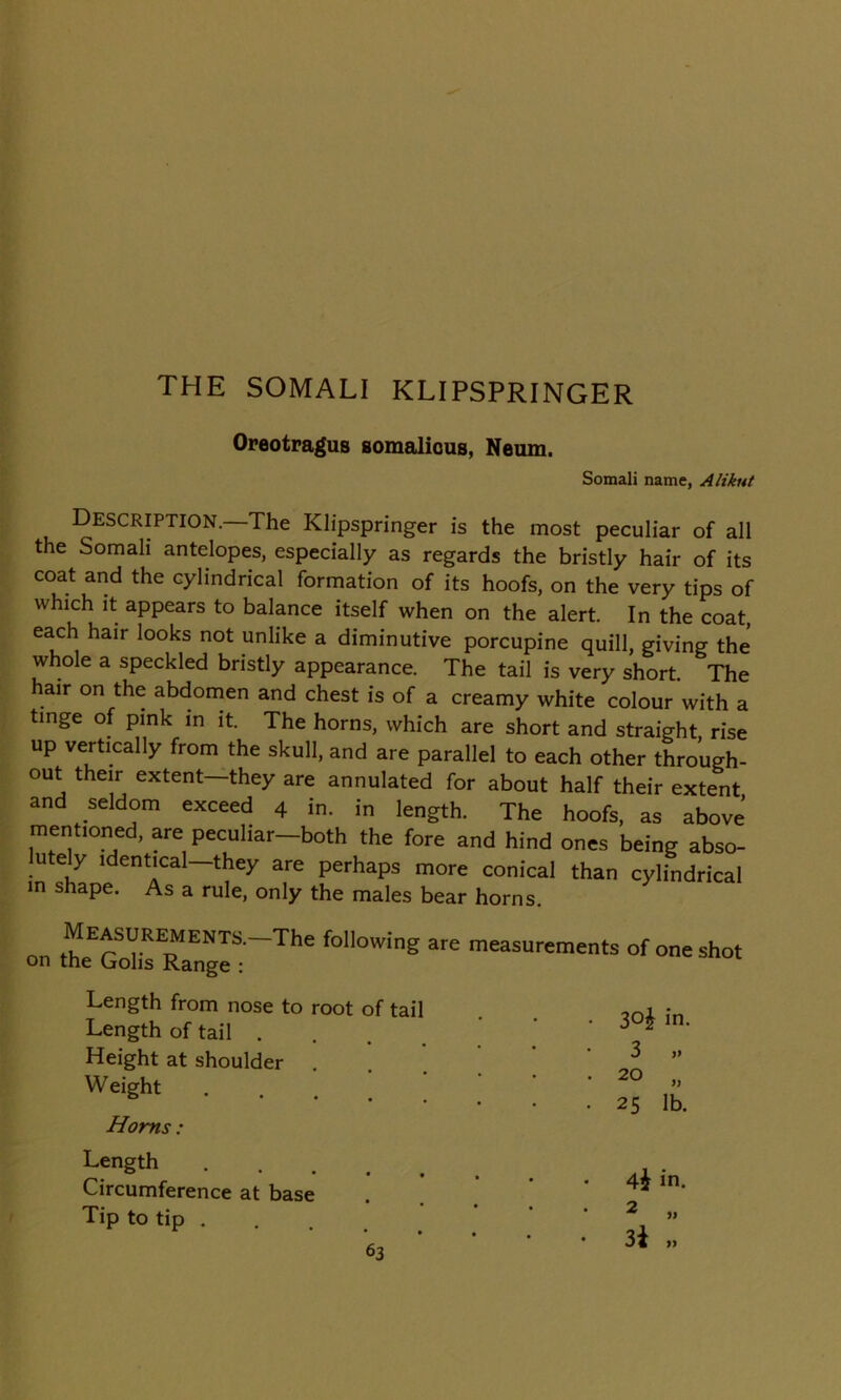 Oreotragus somalious, Neum. Somali name, Aliknt Description.—The Klipspringer is the most peculiar of all the Somali antelopes, especially as regards the bristly hair of its coat and the cylindrical formation of its hoofs, on the very tips of which it appears to balance itself when on the alert. In the coat, each hair looks not unlike a diminutive porcupine quill, giving the whole a speckled bristly appearance. The tail is very short. The hair on the abdomen and chest is of a creamy white colour with a tinge of pink in it. The horns, which are short and straight, rise up vertically from the skull, and are parallel to each other through- out their extent—they are annulated for about half their extent and seldom exceed 4 in. in length. The hoofs, as above mentioned, are peculiar-both the fore and hind ones being abso- utely identical—they are perhaps more conical than cylindrical in shape. As a rule, only the males bear horns. on Measurements.—The the Golis Range : following are measurements of one shot Length from nose to root of tail Length of tail . Height at shoulder . Weight . Homs: Length Circumference at base Tip to tip . 30J in. 3 » 20 „ 25 lb. 4$ in.