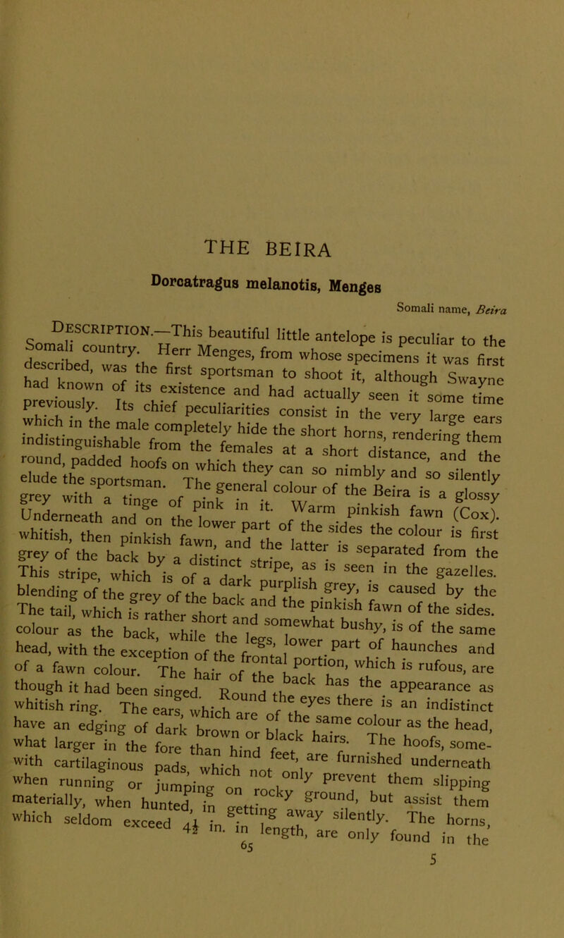 the beira Dorcatragus melanotis, Manges Somali name, Beira Description.—This beautiful little antelope is peculiar to the described^vvaZth MengeS’ fr°m whose specimens it was first scribed, was the first sportsman to shoot it, although Swavne ehuhf tihe sportsmanS °TrhiCh *? Can S° imbIT “^“lently grey withofpLkTi“Z °' FT'* ‘ r' r-r ^ ££ t*:, -- blending Of the .rey of the hf T?,. “ is “used by the The taii which rs ^the?l„ a T P‘nkish fa™ of th<= sides, colour as the back while “f ‘ bushT. b of the same head, with the exception of the f*8^ ower. Part of haunches and Of a fawn colour The hair o 7 hZT’ Z  ™fous’ « though it had been sineed R ^ ,,b k has the appearance as Whitish ring. The earl, which are of the^ there, * “ indiStinCt have an edging of dark brown or black haiT 7 ^ what larger in the fore than u; a c a rs‘ * le hoofs, some- with cartilaginous pads which0 .e6t’are furnished underneath when running or jumping on i°' 7 them sliPPing materially, when hunted, in getting av assist them which seldom exceed a\ in in lil ^ Sl]ently. The horns, 4* ,n- len&th, are only found in the