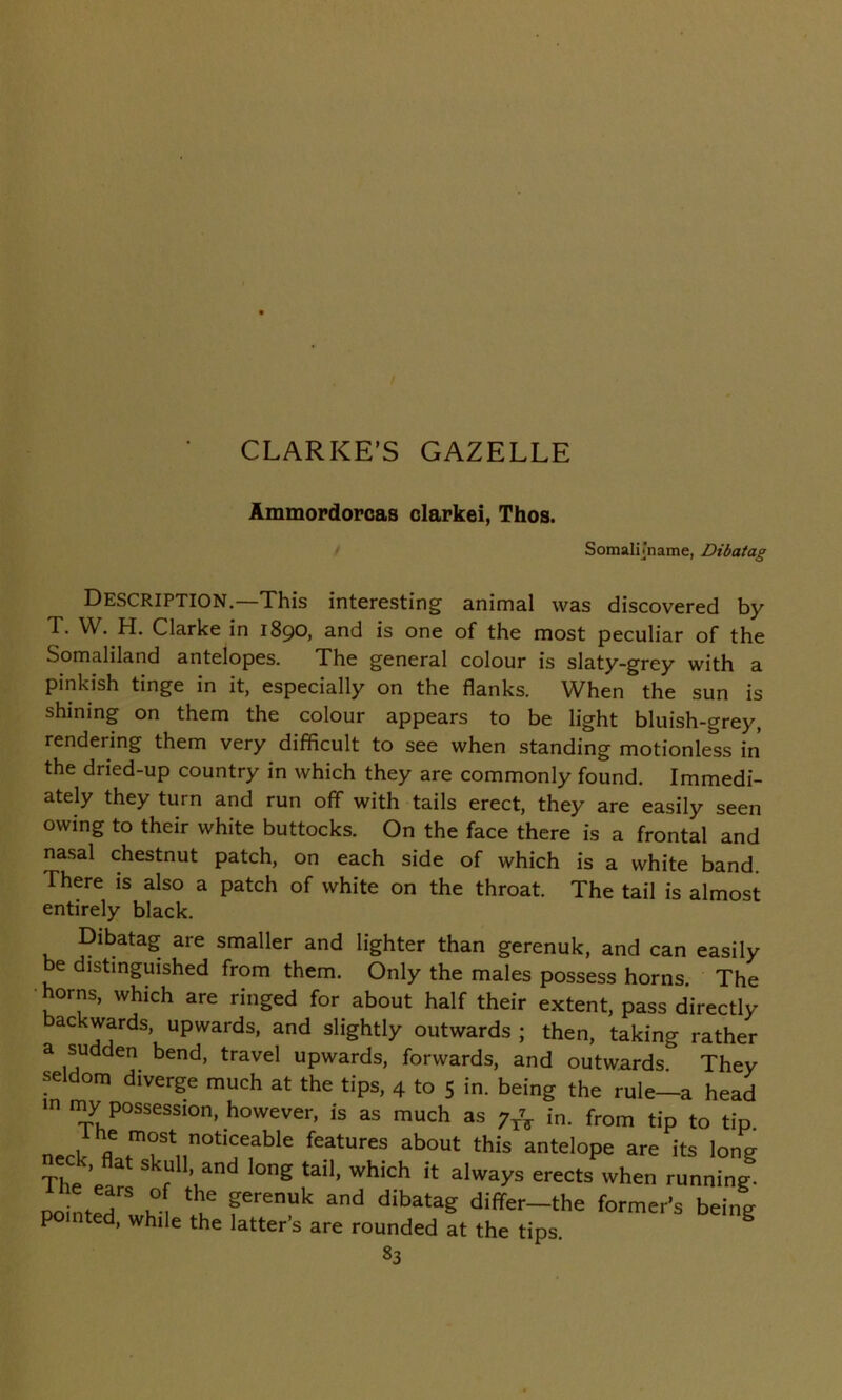 Ammordorcas clarkei, Thos. Somalit'name, Dibatag DESCRIPTION.—This interesting animal was discovered by T. W. H. Clarke in 1890, and is one of the most peculiar of the Somaliland antelopes. The general colour is slaty-grey with a pinkish tinge in it, especially on the flanks. When the sun is shining on them the colour appears to be light bluish-grey, rendering them very difficult to see when standing motionless in the dried-up country in which they are commonly found. Immedi- ately they turn and run off with tails erect, they are easily seen owing to their white buttocks. On the face there is a frontal and nasal chestnut patch, on each side of which is a white band. There is also a patch of white on the throat. The tail is almost entirely black. Dibatag are smaller and lighter than gerenuk, and can easily be distinguished from them. Only the males possess horns. The horns, which are ringed for about half their extent, pass directly aC Tf'fdS’ upvvards» and sightly outwards ; then, taking rather a sudden bend, travel upwards, forwards, and outwards. They seldom diverge much at the tips, 4 to 5 in. being the rule—a head in my possession, however, is as much as 7^ in. from tip to tip npri, n m°st noticeable features about this antelope are its long The ear! r ,'j“ '°ng tail' which * alwaZs erects when running. nointS k° !e gerenUk and dibataS differ-the former's being po nted, while the latter’s are rounded at the tips