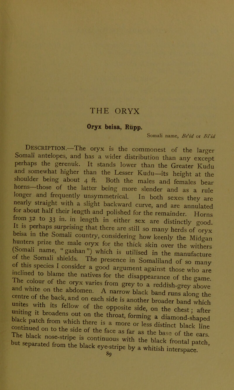 THE ORYX Oryx beisa, Rupp. Somali name, Be'id or BCid Description—The oryx is the commonest of the larger Somali antelopes, and has a wider distribution than any except perhaps the gerenuk. It stands lower than the Greater Kudu and somewhat higher than the Lesser Kudu—its height at the shoulder being about 4 ft. Both the males and females bear horns—those of the latter being more slender and as a rule longer and frequently unsymmetrical. In both sexes they are nearly straight with a slight backward curve, and are annulated for about half their length and polished for the remainder. Horns from 32 to 33 in. in length in either sex are distinctly good. It is perhaps surprising that there are still so many herds of oryx beisa in the Somali country, considering how keenly the Midcran hunters prize the male oryx for the thick skin over the withers (Somah name, •■gashan”) which is utilised in the manufacture the Somali shields. The presence in Somaliland of so many LlbrfT'w 1 C°Slder a good argument against those who are inclined to blame the natives for the disappearance of the game The colour of the oryx varies from grey to a reddish-grey above cemre o ethnh labda°men' u Wack band runs a,°g the centre of the back, and on each side is another broader band which unites with its fellow of the opposite side, on the chest after black patch’from^T T *• thr°at' r°rming a diamond-shaped ack patch from which there is a more or less distinrf Ki^i r CCZi°:lthrde °f tHe &Ce “ ^ athe ^tofbltahCekelarnse ack nose-stripe is continuous with the black frontal 1 but separated from the black eye-stripe by a ^ftsh iXLe