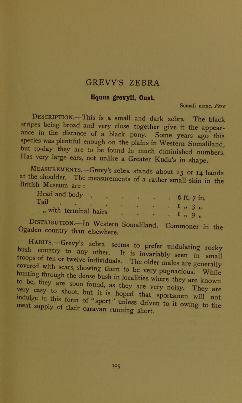GREVY’S ZEBRA Equus grevyii, Oust. Somali name, Faro Description.—This is a small and dark zebra. The black stripes being broad and very close together give it the appear- ance in the distance of a black pony. Some years ago this species was plentiful enough on the plains in Western Somaliland, but to-day they are to be found in much diminished numbers. Has very large ears, not unlike a Greater Kudu’s in shape. Measurements.—Grevy’s zebra stands about 13 or 14 hands t“lder- The measurements of a rather small skin in the -British Museum are : Head and body < r. „ . Tan . . ; ; ; ; ; fft7ln- » with terminal hairs , • 1 » 9 » Distribution. In Western Somaliland. Ogaden country than elsewhere. Commoner in the Habits. Grevy’s zebra seems to prefer undulating rockv bush country to anv other Tf ;0 * • li S rocky 7 “ny otner. it is invariably seen in small covered* with 7 individual5- The older males are generally overed with scars, showing them to be very pugnacious' While 0Urgtht°Ugh thC derSe bUSH ,n ,OCaliti- wTeS they are known «ry^ eaty VloTbu0;’^ noi* Th^ « indulge in this form of “sport” unles Sp0rtSmen wiiI not meat supply of their caravan running shoT ‘° “ ^ ‘° the
