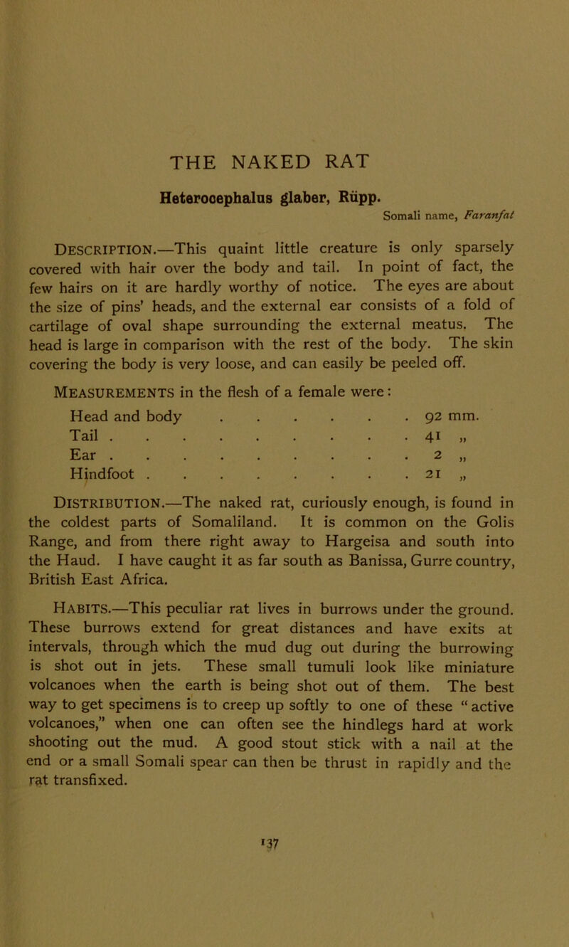 THE NAKED RAT Heterocephalus glaber, Rupp. Somali name, Faranfal Description.—This quaint little creature is only sparsely covered with hair over the body and tail. In point of fact, the few hairs on it are hardly worthy of notice. The eyes are about the size of pins’ heads, and the external ear consists of a fold of cartilage of oval shape surrounding the external meatus. The head is large in comparison with the rest of the body. The skin covering the body is very loose, and can easily be peeled off. Measurements in the flesh of a female were: Head and body ...... 92 mm. Hindfoot . . . . . . . . 21 „ DISTRIBUTION.—The naked rat, curiously enough, is found in the coldest parts of Somaliland. It is common on the Golis Range, and from there right away to Hargeisa and south into the Haud. I have caught it as far south as Banissa, Gurre country, British East Africa. Habits.—This peculiar rat lives in burrows under the ground. These burrows extend for great distances and have exits at intervals, through which the mud dug out during the burrowing is shot out in jets. These small tumuli look like miniature volcanoes when the earth is being shot out of them. The best way to get specimens is to creep up softly to one of these “ active volcanoes,” when one can often see the hindlegs hard at work shooting out the mud. A good stout stick with a nail at the end or a small Somali spear can then be thrust in rapidly and the rat transfixed. Tail . Ear . *37