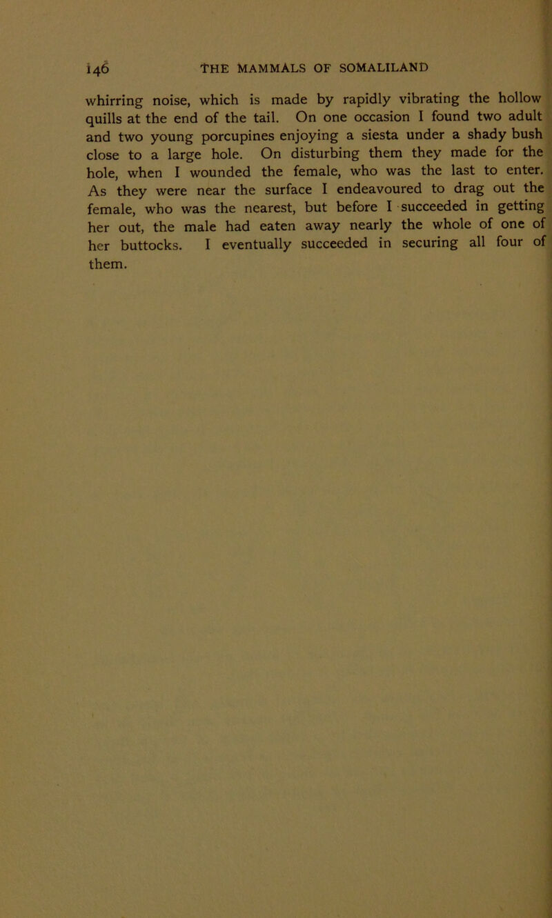whirring noise, which is made by rapidly vibrating the hollow quills at the end of the tail. On one occasion I found two adult and two young porcupines enjoying a siesta under a shady bush close to a large hole. On disturbing them they made for the hole, when I wounded the female, who was the last to enter. As they were near the surface I endeavoured to drag out the female, who was the nearest, but before I succeeded in getting her out, the male had eaten away nearly the whole of one of her buttocks. I eventually succeeded in securing all four of them.