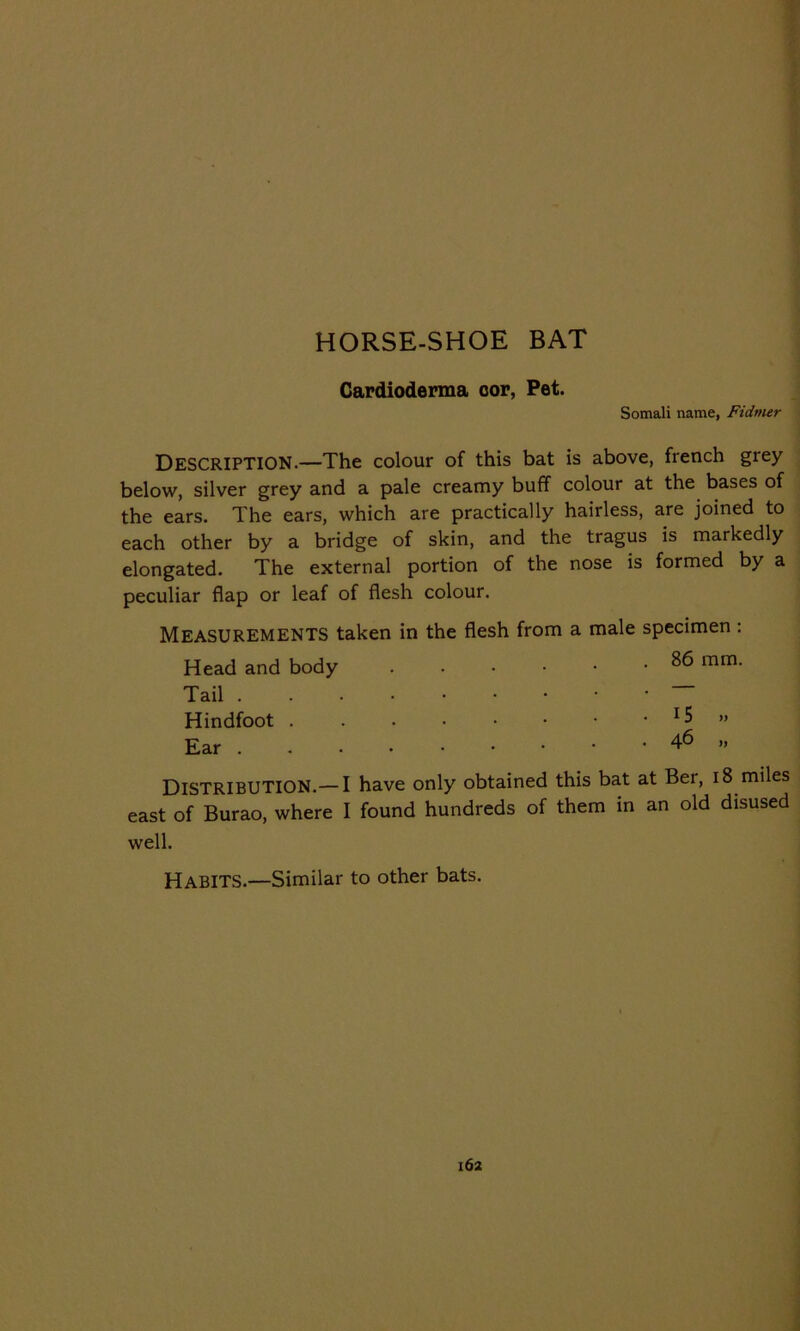 HORSE-SHOE BAT Cardioderma oor, Pet. Somali name, Fidmer DESCRIPTION.—The colour of this bat is above, french grey below, silver grey and a pale creamy buff colour at the bases of the ears. The ears, which are practically hairless, are joined to each other by a bridge of skin, and the tragus is markedly elongated. The external portion of the nose is formed by a peculiar flap or leaf of flesh colour. MEASUREMENTS taken in the flesh from a male specimen : Head and body ^6 mm< Tail ~ Hindfoot 15 » Ear 46 >, DISTRIBUTION.— I have only obtained this bat at Ber, 18 miles east of Burao, where I found hundreds of them in an old disused well. Habits.—Similar to other bats.