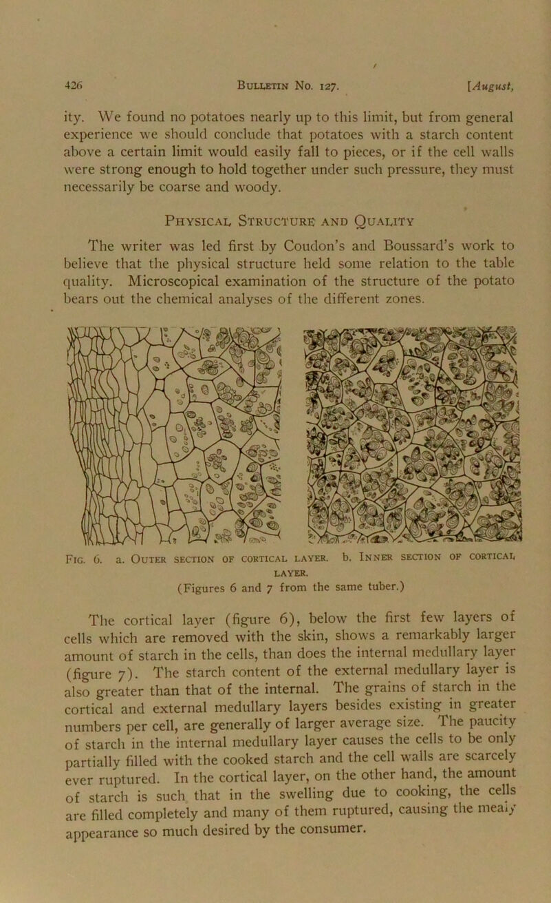 ity. We found no potatoes nearly up to this limit, but from general experience we should conclude that potatoes with a starch content above a certain limit would easily fall to pieces, or if the cell walls were strong enough to hold together under such pressure, they must necessarily be coarse and woody. Physical Structure and Quality The writer was led first by Coudon’s and Boussard’s work to believe that the physical structure held some relation to the table cpiality. Microscopical examination of the structure of the potato bears out the chemical analyses of the different zones. Fig. 6. a. Outer section of cortical layer, b. Inner section of cortical LAYER. (Figures 6 and 7 from the same tuber.) The cortical layer (figure 6), below the first few layers of cells which are removed with the skin, shows a remarkably larger amount of starch in the cells, than does the internal medullary layer (figure 7). The starch content of the external medullary layer is also greater than that of the internal. The grains of starch in the cortical and external medullary layers besides existing in greater numbers per cell, are generally of larger average size. The paucity of starch in the internal medullary layer causes the cells to be only partially filled with the cooked starch and the cell walls are scarcely ever ruptured. In the cortical layer, on the other hand, the amount of starch is such that in the swelling due to cooking, the cells are filled completely and many of them ruptured, causing the meaiy appearance so much desired by the consumer.