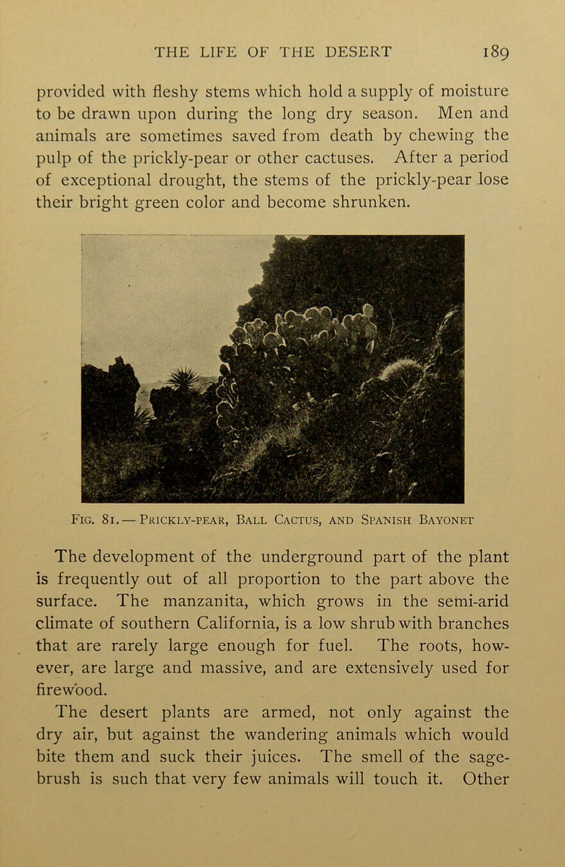 provided with fleshy stems which hold a supply of moisture to be drawn upon during the long dry season. Men and animals are sometimes saved from death by chewing the pulp of the prickly-pear or other cactuses. After a period of exceptional drought, the stems of the prickly-pear lose their bright green color and become shrunken. Fig. 81. — Prickly-pear, Ball Cactus, and Spanish Bayonet The development of the underground part of the plant is frequently out of all proportion to the part above the surface. The manzanita, which grows in the semi-arid climate of southern California, is a low shrub with branches that are rarely large enough for fuel. The roots, how- ever, are large and massive, and are extensively used for firewood. The desert plants are armed, not only against the dry air, but against the wandering animals which would bite them and suck their juices. The smell of the sage- brush is such that very few animals will touch it. Other