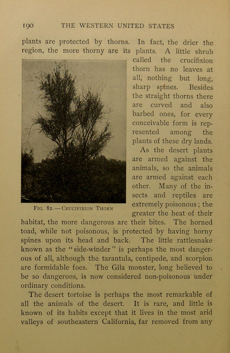 plants are protected by thorns. In fact, the drier the region, the more thorny are its plants. A little shrub called the crucifixion thorn has no leaves at all, nothing but long, sharp spines. Besides the straight thorns there are curved and also barbed ones, for every conceivable form is rep- resented among the plants of these dry lands. As the desert plants are armed against the animals, so the animals are armed against each other. Many of the in- sects and reptiles are extremely poisonous; the greater the heat of their habitat, the more dangerous are their bites. The horned toad, while not poisonous, is protected by having horny spines upon its head and back. The little rattlesnake known as the “side-winder” is perhaps the most danger- ous of all, although the tarantula, centipede, and scorpion are formidable foes. The Gila monster, long believed to be so dangerous, is now considered non-poisonous under ordinary conditions. The desert tortoise is perhaps the most remarkable of all the animals of the desert. It is rare, and little is known of its habits except that it lives in the most arid valleys of southeastern California, far removed from any