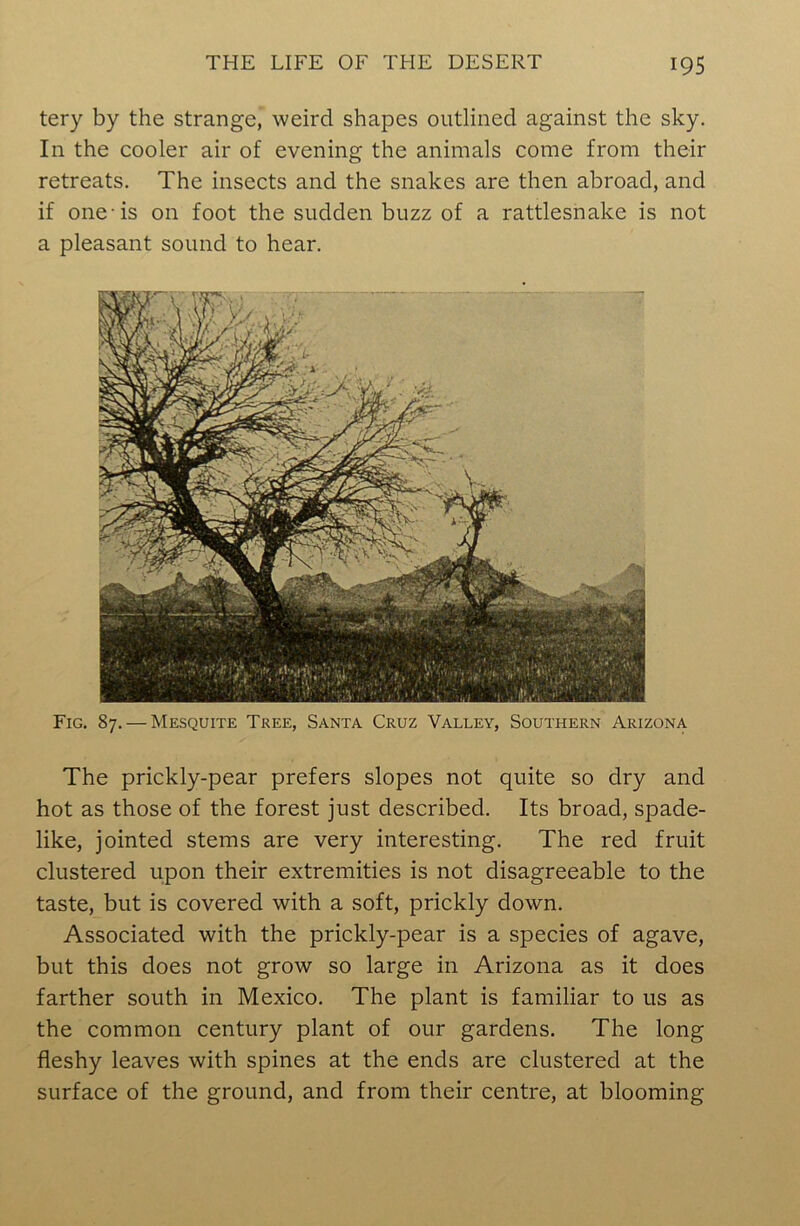 tery by the strange, weird shapes outlined against the sky. In the cooler air of evening the animals come from their retreats. The insects and the snakes are then abroad, and if one-is on foot the sudden buzz of a rattlesnake is not a pleasant sound to hear. Fig. 87. — Mesquite Tree, Santa Cruz Valley, Southern Arizona The prickly-pear prefers slopes not quite so dry and hot as those of the forest just described. Its broad, spade- like, jointed stems are very interesting. The red fruit clustered upon their extremities is not disagreeable to the taste, but is covered with a soft, prickly down. Associated with the prickly-pear is a species of agave, but this does not grow so large in Arizona as it does farther south in Mexico. The plant is familiar to us as the common century plant of our gardens. The long fleshy leaves with spines at the ends are clustered at the surface of the ground, and from their centre, at blooming