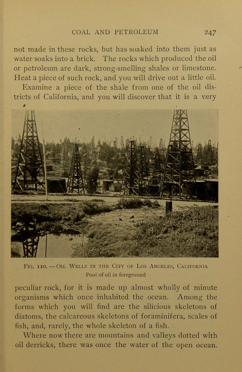 not made in these rocks, blit has soaked into them just as water soaks into a brick. The rocks which produced the oil or petroleum are dark, strong-smelling shales or limestone. Heat a piece of such rock, and you will drive out a little oil. Examine a piece of the shale from one of the oil dis- tricts of California, and you will discover that it is a very * Fig. 110. — Oil Wells in the City of Los Angeles, California Pool of oil in foreground peculiar rock, for it is made up almost wholly of minute organisms which once inhabited the ocean. Among the forms which you will find are the silicious skeletons of diatoms, the calcareous skeletons of foraminifera, scales of fish, and, rarely, the whole skeleton of a fish. Where now there are mountains and valleys dotted with oil derricks, there was once the water of the open ocean.