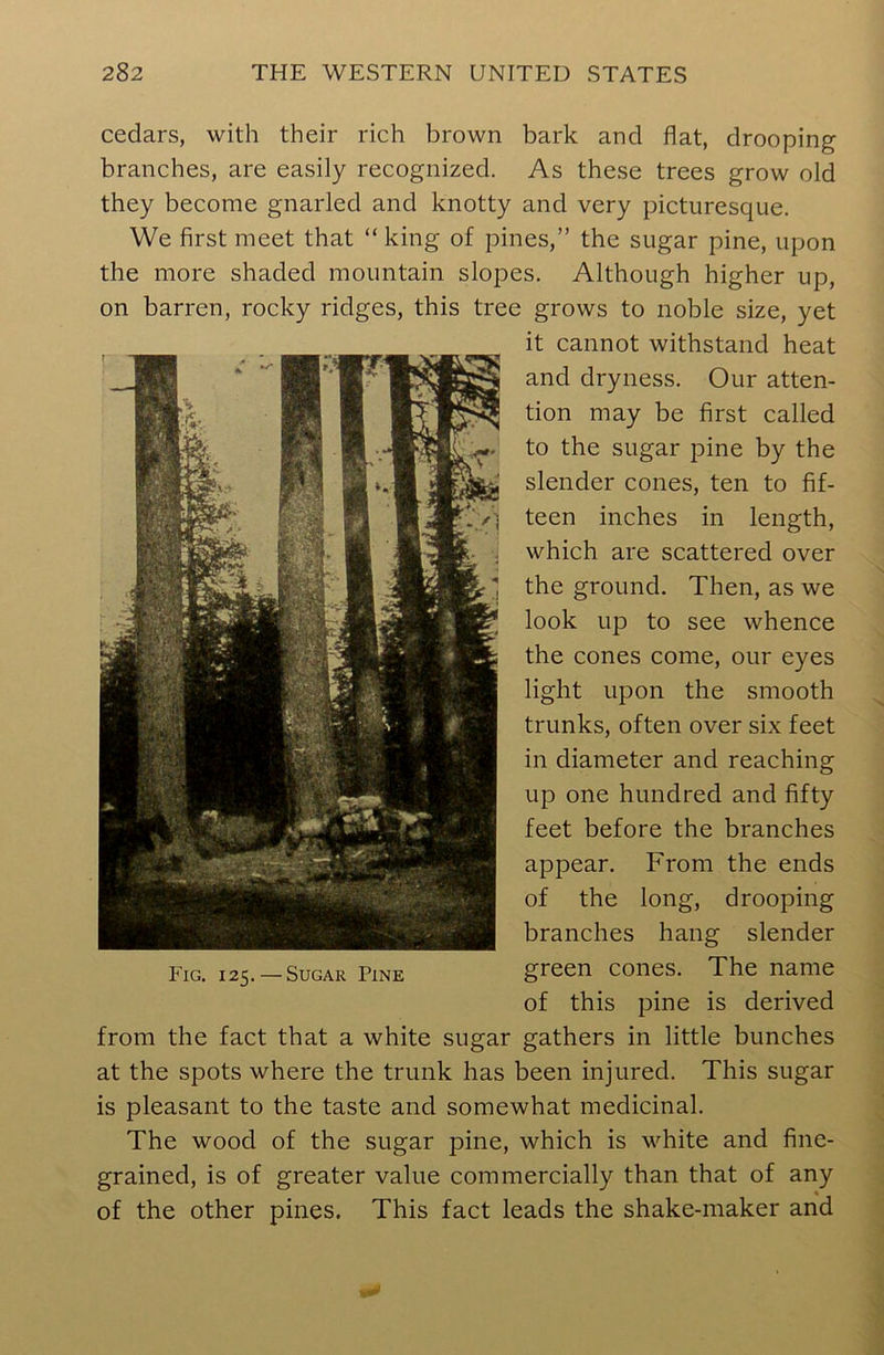 cedars, with their rich brown bark and flat, drooping branches, are easily recognized. As these trees grow old they become gnarled and knotty and very picturesque. We first meet that “ king of pines,” the sugar pine, upon the more shaded mountain slopes. Although higher up, on barren, rocky ridges, this tree grows to noble size, yet it cannot withstand heat and dryness. Our atten- tion may be first called to the sugar pine by the slender cones, ten to fif- teen inches in length, which are scattered over the ground. Then, as we look up to see whence the cones come, our eyes light upon the smooth trunks, often over six feet in diameter and reaching up one hundred and fifty feet before the branches appear. From the ends of the long, drooping branches hang slender Fig. 125. —Sugar Pine green cones. The name of this pine is derived from the fact that a white sugar gathers in little bunches at the spots where the trunk has been injured. This sugar is pleasant to the taste and somewhat medicinal. The wood of the sugar pine, which is white and fine- grained, is of greater value commercially than that of any of the other pines. This fact leads the shake-maker and