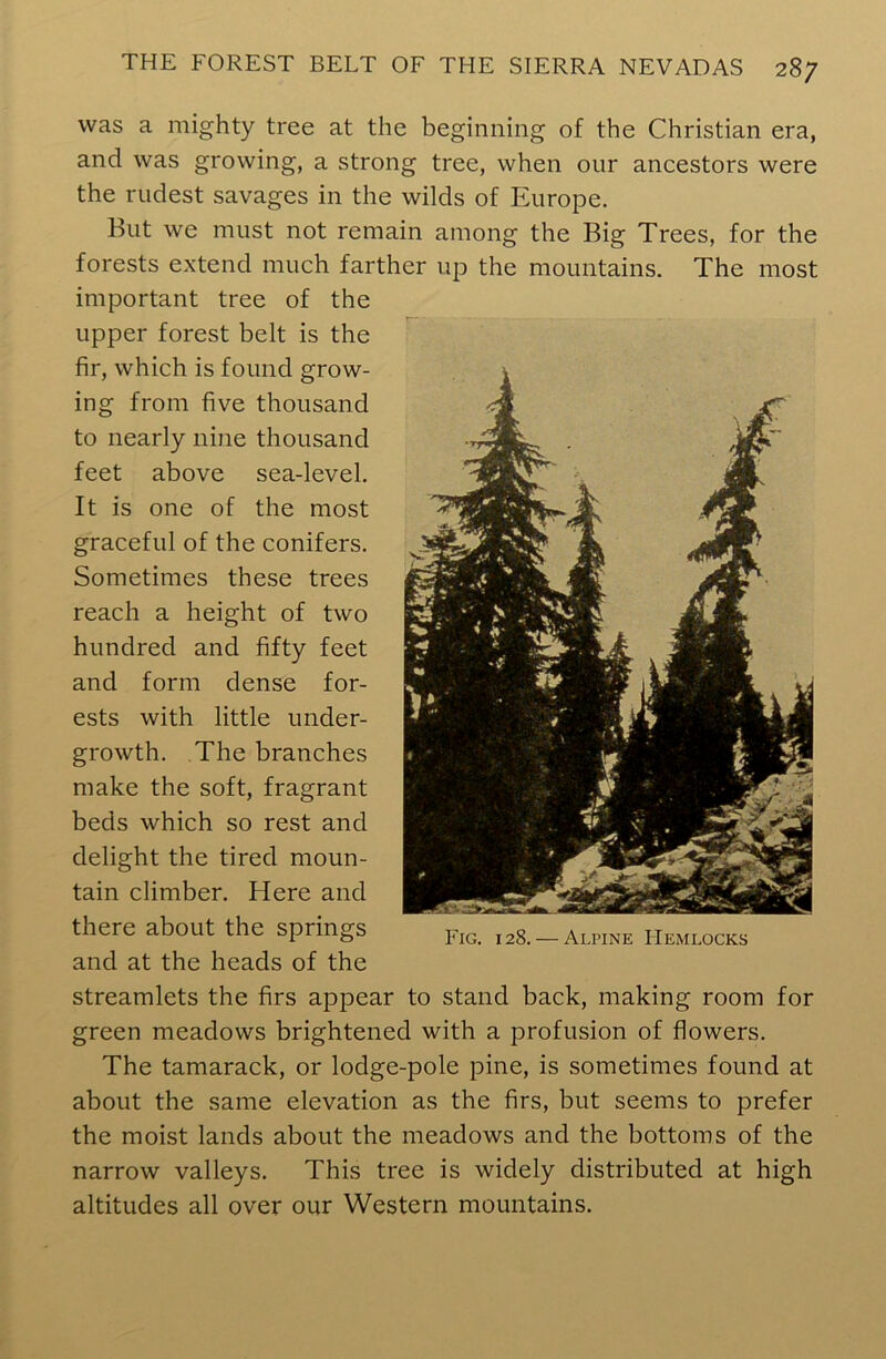 was a mighty tree at the beginning of the Christian era, and was growing, a strong tree, when our ancestors were the rudest savages in the wilds of Europe. But we must not remain among the Big Trees, for the forests extend much farther up the mountains. The most important tree of the upper forest belt is the fir, which is found grow- ing from five thousand to nearly nine thousand feet above sea-level. It is one of the most graceful of the conifers. Sometimes these trees reach a height of two hundred and fifty feet and form dense for- ests with little under- growth. The branches make the soft, fragrant beds which so rest and delight the tired moun- tain climber. Here and there about the springs f,g. 128.-alpine Hemlocks and at the heads of the streamlets the firs appear to stand back, making room for green meadows brightened with a profusion of flowers. The tamarack, or lodge-pole pine, is sometimes found at about the same elevation as the firs, but seems to prefer the moist lands about the meadows and the bottoms of the narrow valleys. This tree is widely distributed at high altitudes all over our Western mountains.