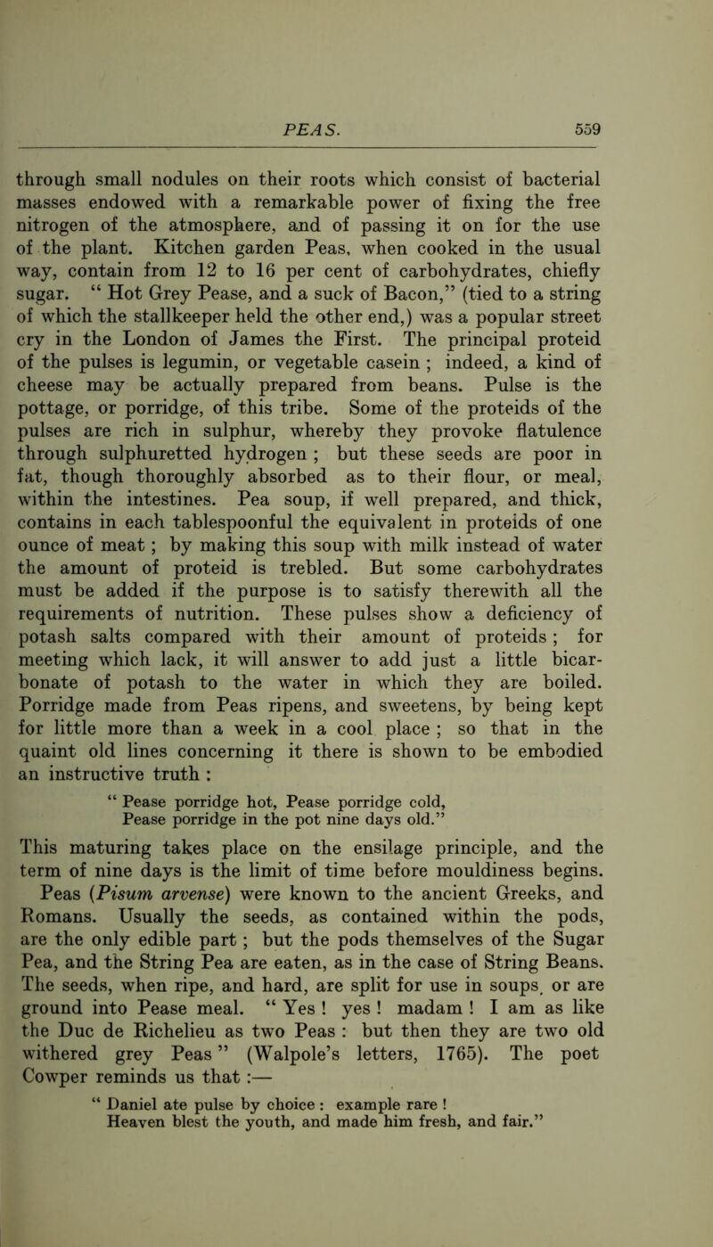 through small nodules on their roots which consist of bacterial masses endowed with a remarkable power of fixing the free nitrogen of the atmosphere, and of passing it on for the use of the plant. Kitchen garden Peas, when cooked in the usual way, contain from 12 to 16 per cent of carbohydrates, chiefly sugar. “ Hot Grey Pease, and a suck of Bacon,” (tied to a string of which the stallkeeper held the other end,) was a popular street cry in the London of James the First. The principal proteid of the pulses is legumin, or vegetable casein ; indeed, a kind of cheese may be actually prepared from beans. Pulse is the pottage, or porridge, of this tribe. Some of the proteids of the pulses are rich in sulphur, whereby they provoke flatulence through sulphuretted hydrogen ; but these seeds are poor in fat, though thoroughly absorbed as to their flour, or meal, within the intestines. Pea soup, if well prepared, and thick, contains in each tablespoonful the equivalent in proteids of one ounce of meat; by making this soup with milk instead of water the amount of proteid is trebled. But some carbohydrates must be added if the purpose is to satisfy therewith all the requirements of nutrition. These pulses show a deficiency of potash salts compared with their amount of proteids; for meeting which lack, it will answer to add just a little bicar- bonate of potash to the water in which they are boiled. Porridge made from Peas ripens, and sweetens, by being kept for little more than a week in a cool place ; so that in the quaint old lines concerning it there is shown to be embodied an instructive truth : “ Pease porridge hot, Pease porridge cold, Pease porridge in the pot nine days old.” This maturing takes place on the ensilage principle, and the term of nine days is the limit of time before mouldiness begins. Peas {Pisum arvense) were known to the ancient Greeks, and Romans. Usually the seeds, as contained within the pods, are the only edible part; but the pods themselves of the Sugar Pea, and the String Pea are eaten, as in the case of String Beans. The seeds, when ripe, and hard, are split for use in soups, or are ground into Pease meal. “ Yes ! yes ! madam ! I am as like the Due de Richelieu as two Peas : but then they are two old withered grey Peas ” (Walpole’s letters, 1765). The poet Cowper reminds us that:— “ Daniel ate pulse by choice : example rare ! Heaven blest the youth, and made him fresh, and fair.”