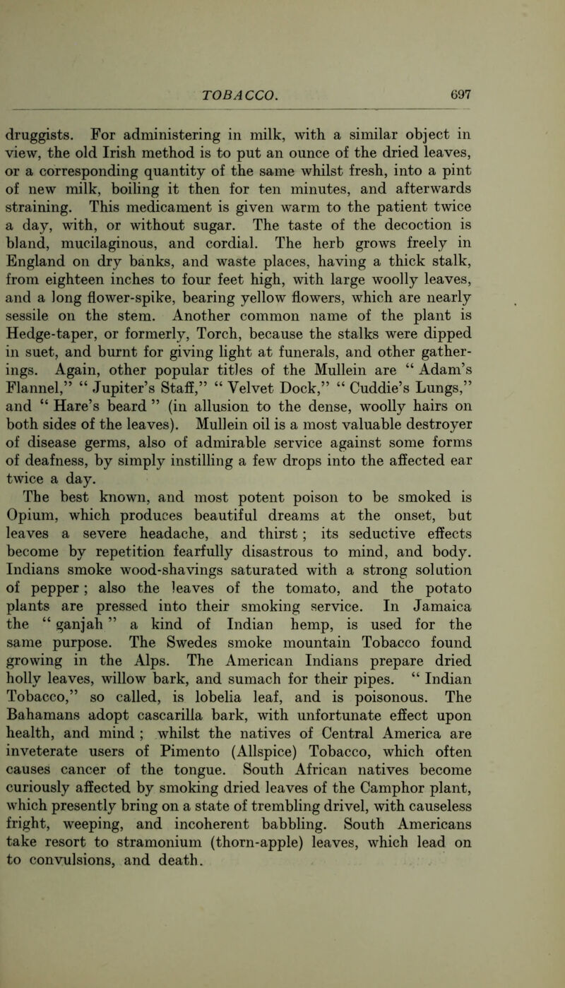 druggists. For administering in milk, with a similar object in view, the old Irish method is to put an ounce of the dried leaves, or a corresponding quantity of the same whilst fresh, into a pint of new milk, boiling it then for ten minutes, and afterwards straining. This medicament is given warm to the patient twice a day, with, or without sugar. The taste of the decoction is bland, mucilaginous, and cordial. The herb grows freely in England on dry banks, and waste places, having a thick stalk, from eighteen inches to four feet high, with large woolly leaves, and a long flower-spike, bearing yellow flowers, which are nearly sessile on the stem. Another common name of the plant is Hedge-taper, or formerly. Torch, because the stalks were dipped in suet, and burnt for giving light at funerals, and other gather- ings. Again, other popular titles of the Mullein are “ Adam’s Flannel,” “ Jupiter’s Staff,” “ Velvet Dock,” “ Cuddle’s Lungs,” and “ Hare’s beard ” (in allusion to the dense, woolly hairs on both sides of the leaves). Mullein oil is a most valuable destroyer of disease germs, also of admirable service against some forms of deafness, by simply instilling a few drops into the affected ear twice a day. The best known, and most potent poison to be smoked is Opium, which produces beautiful dreams at the onset, but leaves a severe headache, and thirst; its seductive effects become by repetition fearfully disastrous to mind, and body. Indians smoke wood-shavings saturated with a strong solution of pepper; also the leaves of the tomato, and the potato plants are pressed into their smoking service. In Jamaica the “ ganjah ” a kind of Indian hemp, is used for the same purpose. The Swedes smoke mountain Tobacco found growing in the Alps. The American Indians prepare dried holly leaves, willow bark, and sumach for their pipes. “ Indian Tobacco,” so called, is lobelia leaf, and is poisonous. The Bahamans adopt cascarilla bark, with unfortunate effect upon health, and mind ; whilst the natives of Central America are inveterate users of Pimento (Allspice) Tobacco, which often causes cancer of the tongue. South African natives become curiously affected by smoking dried leaves of the Camphor plant, which presently bring on a state of trembling drivel, with causeless fright, weeping, and incoherent babbling. South Americans take resort to stramonium (thorn-apple) leaves, which lead on to convulsions, and death.