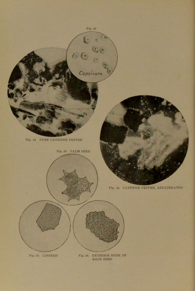 Fig. 44. PURE CAYENNE PEPPER Fig. 15. CAYENNE PEPPER, ADULTERATED Fig. 38. LINSEED Fig. 40. EXTERIOR HUSK OF RAPE SEED Fig. 20