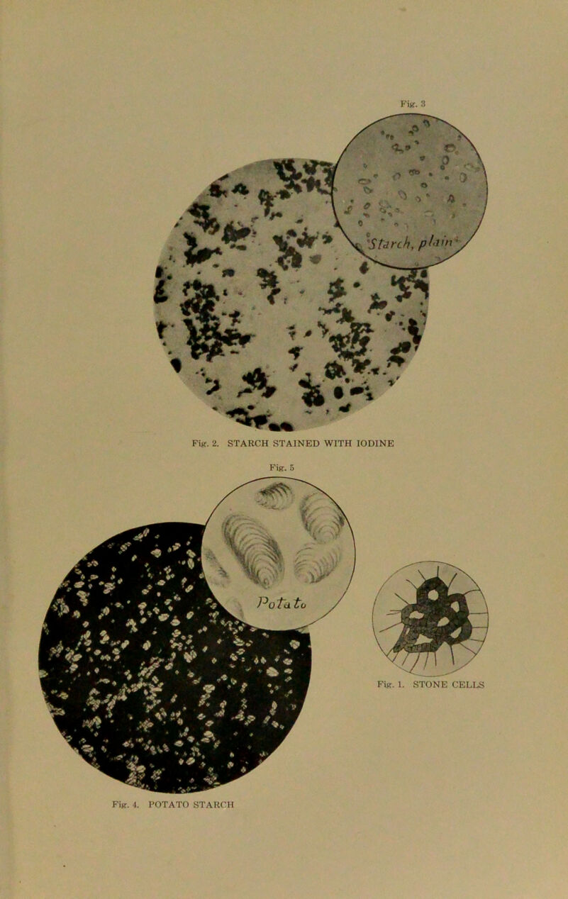Fijr. 2. STARCH STAINED WITH IODINE Fi*. 5 Fig-. 4. POTATO STARCH
