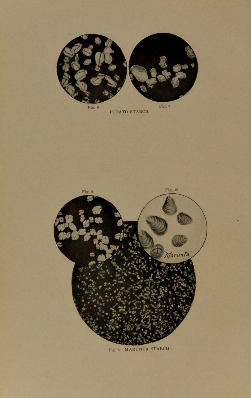 Fit?. 6 Fig-. 7 POTATO STARCH
