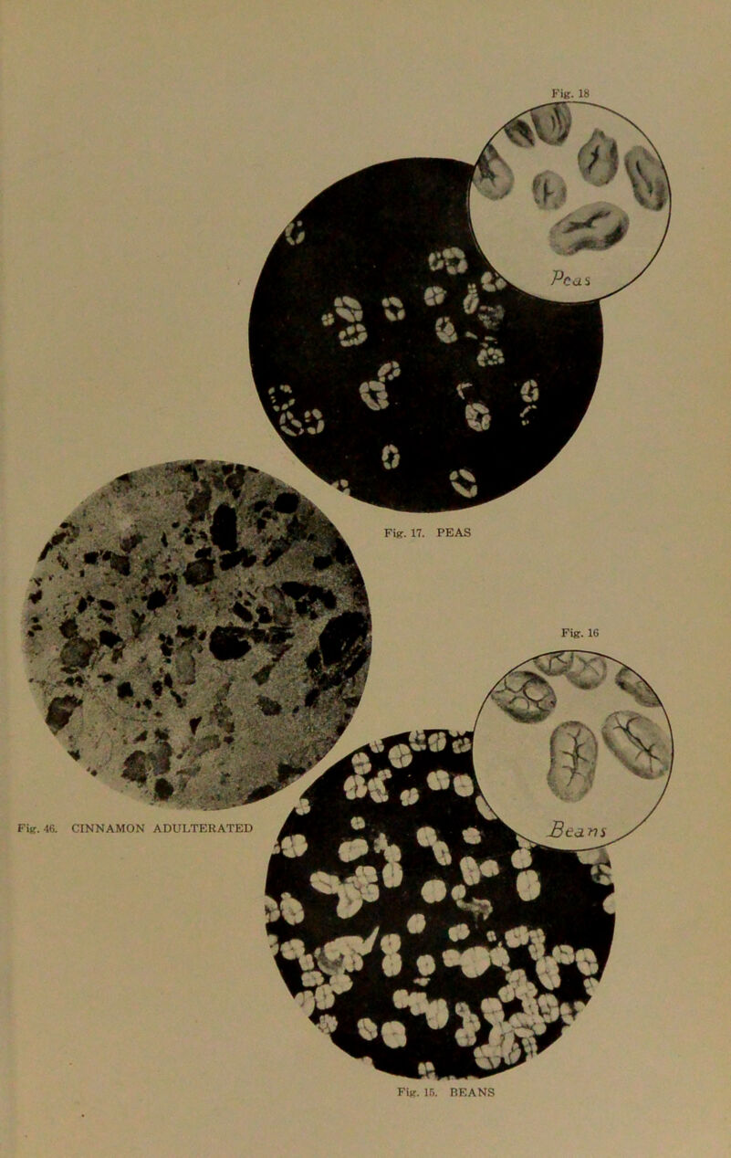 Fig. 17. PEAS Fig. 46. CINNAMON ADULTERATED Fig. 15. BEANS