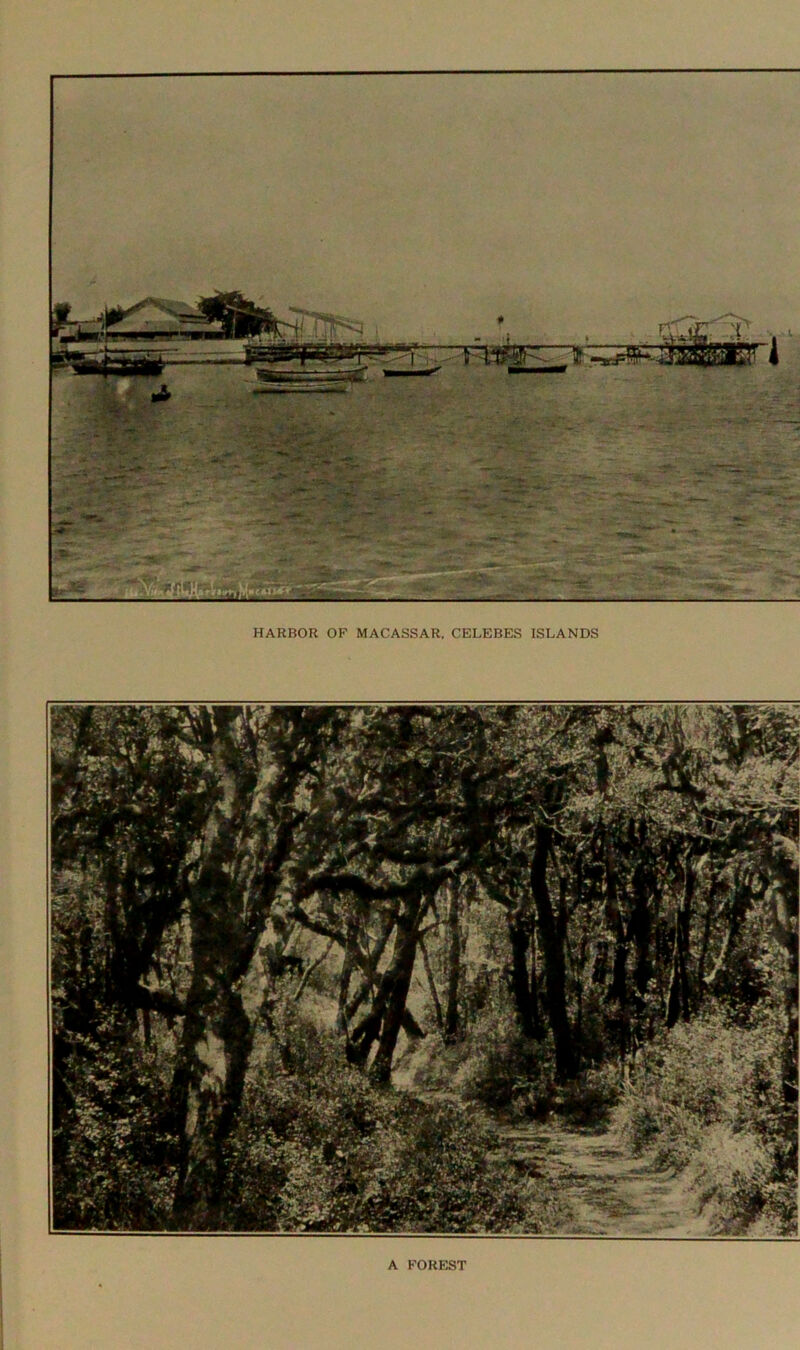 HARBOR OF MACASSAR, CELEBES ISLANDS y a* z ' S-|v rwiMH^ilyny WfL'/ti 4 <«. KB-»HT ia tit* If #' j i 'ill/B , *F Hit ;Sy^r. ' A FOREST