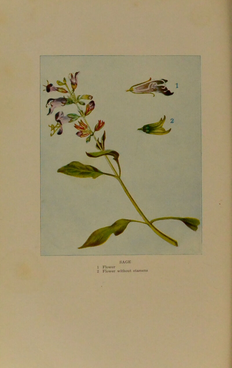 SAGE 1 Flower 2 Flower without stamens
