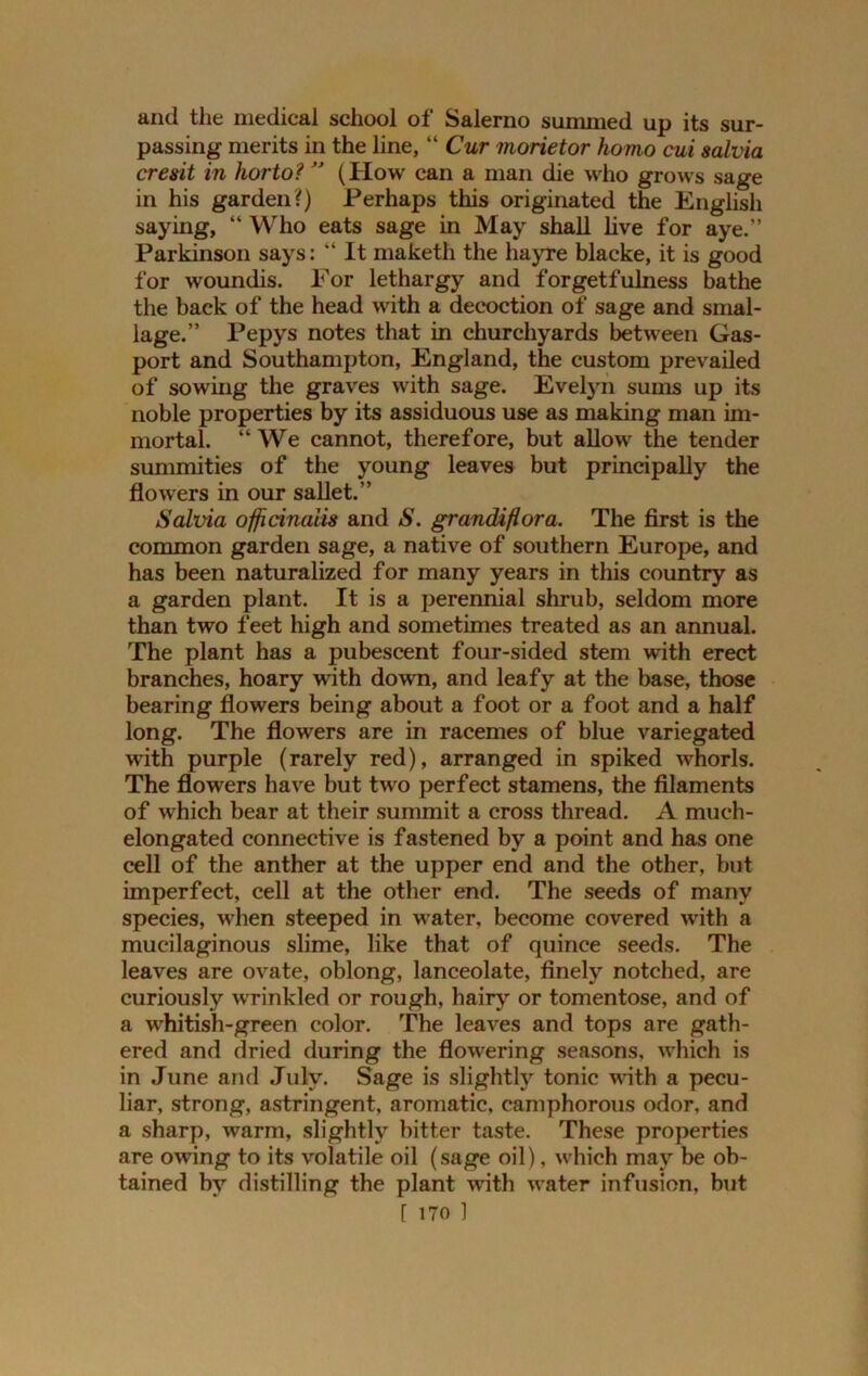 and the medical school of Salerno summed up its sur- passing merits in the line, “ Cur morietor homo cui salvia cresit in horto?  (How can a man die who grows sage in his garden?) Perhaps this originated the English saying, “ Who eats sage in May shall live for aye.” Parkinson says: “ It maketli the hayre blacke, it is good for woundis. For lethargy and forgetfulness bathe the back of the head with a decoction of sage and smal- lage.” Pepys notes that in churchyards between Gas- port and Southampton, England, the custom prevailed of sowing the graves with sage. Evelyn sums up its noble properties by its assiduous use as making man im- mortal. “We cannot, therefore, but allow the tender summities of the young leaves but principally the flowers in our sallet.” Salvia officinalis and S. grandiflora. The first is the common garden sage, a native of southern Europe, and has been naturalized for many years in this country as a garden plant. It is a perennial shrub, seldom more than two feet high and sometimes treated as an annual. The plant has a pubescent four-sided stem with erect branches, hoary with down, and leafy at the base, those bearing flowers being about a foot or a foot and a half long. The flowers are in racemes of blue variegated with purple (rarely red), arranged in spiked whorls. The flowers have but two perfect stamens, the filaments of which bear at their summit a cross thread. A much- elongated connective is fastened by a point and has one cell of the anther at the upper end and the other, but imperfect, cell at the other end. The seeds of many species, when steeped in water, become covered with a mucilaginous slime, like that of quince seeds. The leaves are ovate, oblong, lanceolate, finely notched, are curiously wrinkled or rough, hairy or tomentose, and of a whitish-green color. The leaves and tops are gath- ered and dried during the flowering seasons, which is in June and July. Sage is slightly tonic with a pecu- liar, strong, astringent, aromatic, camphorous odor, and a sharp, warm, slightly bitter taste. These properties are owing to its volatile oil (sage oil), which may be ob- tained by distilling the plant with water infusion, but