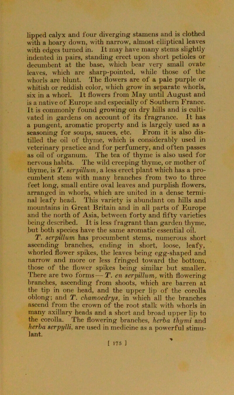 lipped calyx and four diverging stamens and is clothed with a hoary down, with narrow, almost elliptical leaves with edges turned in. It may have many stems slightly indented in pairs, standing erect upon short petioles or decumbent at the base, which bear very small ovate leaves, which are sharp-pointed, while those of the whorls are blunt. The flowers are of a pale purple or whitish or reddish color, which grow in separate whorls, six in a whorl. It flowers from May until August and is a native of Europe and especially of Southern France. It is commonly found growing on dry hills and is culti- vated in gardens on account of its fragrance. It has a pungent, aromatic property and is largely used as a seasoning for soups, sauces, etc. From it is also dis- tilled the oil of thyme, which is considerably used in veterinary practice and for perfumery, and often passes as oil of organum. The tea of thyme is also used for nervous habits. The wild creeping thyme, or mother of thyme, is T. serpillum, a less erect plant which has a pro- cumbent stem wTith many branches from two to three feet long, small entire oval leaves and purplish flowers, arranged in whorls, which are united in a dense termi- nal leafy head. This variety is abundant on hills and mountains in Great Britain and in all parts of Europe and the north of Asia, between forty and fifty varieties being described. It is less fragrant than garden thyme, but both species have the same aromatic essential oil. T. serpillum has procumbent stems, numerous short ascending branches, ending in short, loose, leafy, whorled flower spikes, the leaves being egg-shaped and narrow and more or less fringed toward the bottom, those of the flower spikes being similar but smaller. There are two forms— T. en serpillum, with flowering branches, ascending from shoots, which are barren at the tip in one head, and the upper lip of the corolla oblong; and T. chamoedrys, in which all the branches ascend from the crown of the root stalk with w'horls in many axillary heads and a short and broad upper lip to the corolla. The flowering branches, herba thymi and Iterba serpylli, are used in medicine as a powerful stimu- lant.