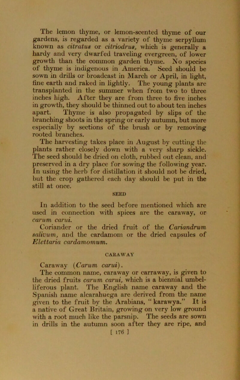 The lemon thyme, or lemon-scented thyme of our gardens, is regarded as a variety of thyme serpyllum known as citratus or citriodrus, which is generally a hardy and very dwarfed traveling evergreen, of lower growth than the common garden thyme. No species of thyme is indigenous in America. Seed should be sown in drills or broadcast in March or April, in light, fine earth and raked in lightly. The young plants are transplanted in the summer when from two to three inches high. After they are from three to five inches in growth, they should be thinned out to about ten inches apart. Thyme is also propagated by slips of the branching shoots in the spring or early autumn, but more especially by sections of the brush or by removing rooted branches. The harvesting takes place in August by cutting the plants rather closely down with a very sharp sickle. The seed should be dried on cloth, rubbed out clean, and preserved in a dry place for sowing the following year. In using the herb for distillation it should not be dried, but the crop gathered each day should be put in the still at once. SEED In addition to the seed before mentioned which are used in connection with spices are the caraway, or carum carui. Coriander or the dried fruit of the Cariandrum sativum, and the cardamom or the dried capsules of Elettaria cardamomum. CAEAWAY Caraway (Carum carui). The common name, caraway or carraway, is given to the dried fruits carum carui, which is a biennial umbel- liferous plant. The English name caraway and the Spanish name alcarahuega are derived from the name given to the fruit by the Arabians, “ karawya.” It is a native of Great Britain, growing on very low ground with a root much like the parsnip. The seeds are sown in drills in the autumn soon after they are ripe, and