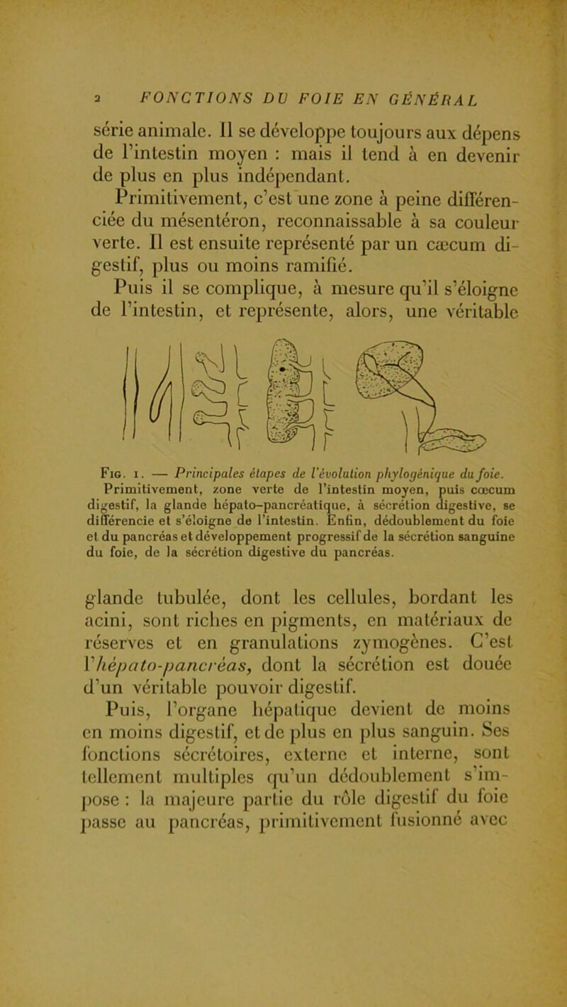 série animale. 11 se développe toujours aux dépens de l’intestin moyen : mais il tend à en devenir de plus en plus indépendant. Primitivement, c’est une zone à peine différen- ciée du mésentéron, reconnaissable à sa couleur verte. 11 est ensuite représenté par un cæcum di- gestif, plus ou moins ramifié. Puis il se complique, à mesure qu’il s’éloigne de l’intestin, et représente, alors, une véritable Fig. I. — Principales étapes de l’évolution phylogénique du foie. Primitivement, zone verte de l’intestin moyen, puis cæcum digestif, la glande hépato-pancréatique, à séorétion digestive, se différencie et s’éloigne de l’intestin. Enfin, dédoublement du foie et du pancréas et développement progressif de la sécrétion sanguine du foie, de la sécrétion digestive du pancréas. glande tubulée, dont les cellules, bordant les acini, sont riches en pigments, en matériaux de réserves et en granulations zymogènes. C’est Vhépato-pancrèas, dont la sécrétion est douée d’un véritable pouvoir digestif. Puis, l’organe hépatique devient de moins en moins digestif, et de plus en plus sanguin. Ses l'onctions sécrétoires, externe et interne, sont tellement multiples qu’un dédoublement s’im- pose : la majeure partie du rôle digestif du foie ])asse au [lancréas, primitivement fusionné avec
