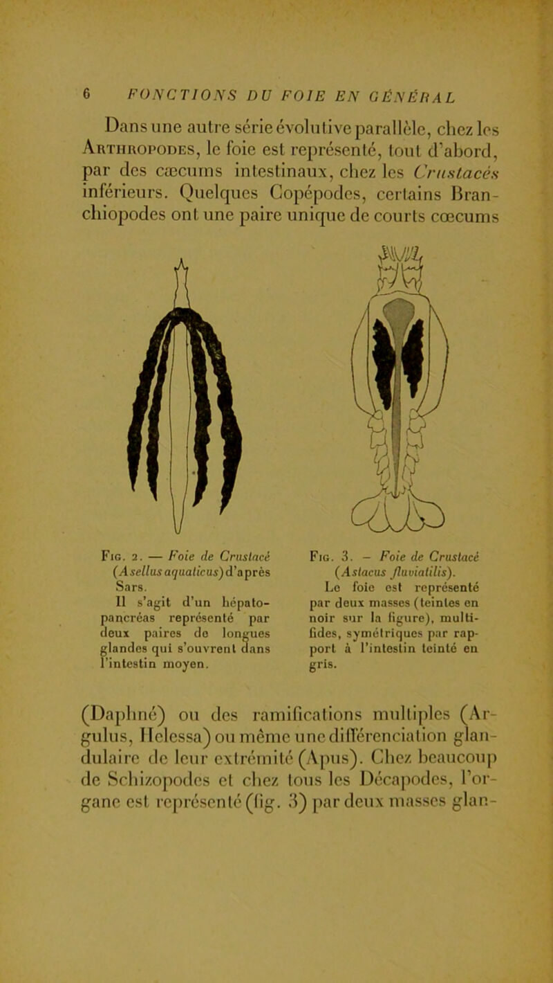 Dans une autre série évolutive parallèle, chez les Arthropodes, le foie est représenté, tout d’abord, par des cæcums intestinaux, chez les Crustacés inférieurs. Quelques Copépodes, certains Bran- chiopodes ont une paire unique de courts cæcums Fig. 2. — Foie de Crustacé (Asellasaquaticus)d’aprés Sars. 11 s’agit d’un hépalo- pancréas représenté par deux paires do longues glandes qui s’ouvrenl dans l’intestin moyen. Fig. 3. - Foie de Crustacé (Astacus Jluviatilis). Le foie est représenté par doux masses (teintes on noir sur la ligure), multi- fides, symétriques par rap- port à l’intestin teinté en gris. (Daphné) ou des ramifications multijdes (Ar- gulus, llclessa) ou même unedilfércnciation glan- dulaire de leur extrémité (Apus). Chez beaucoup de Schizopodes et chez tous les Décajindes, l’or- gane est rcpré.scnté((ig. 3) par deux masses glan-