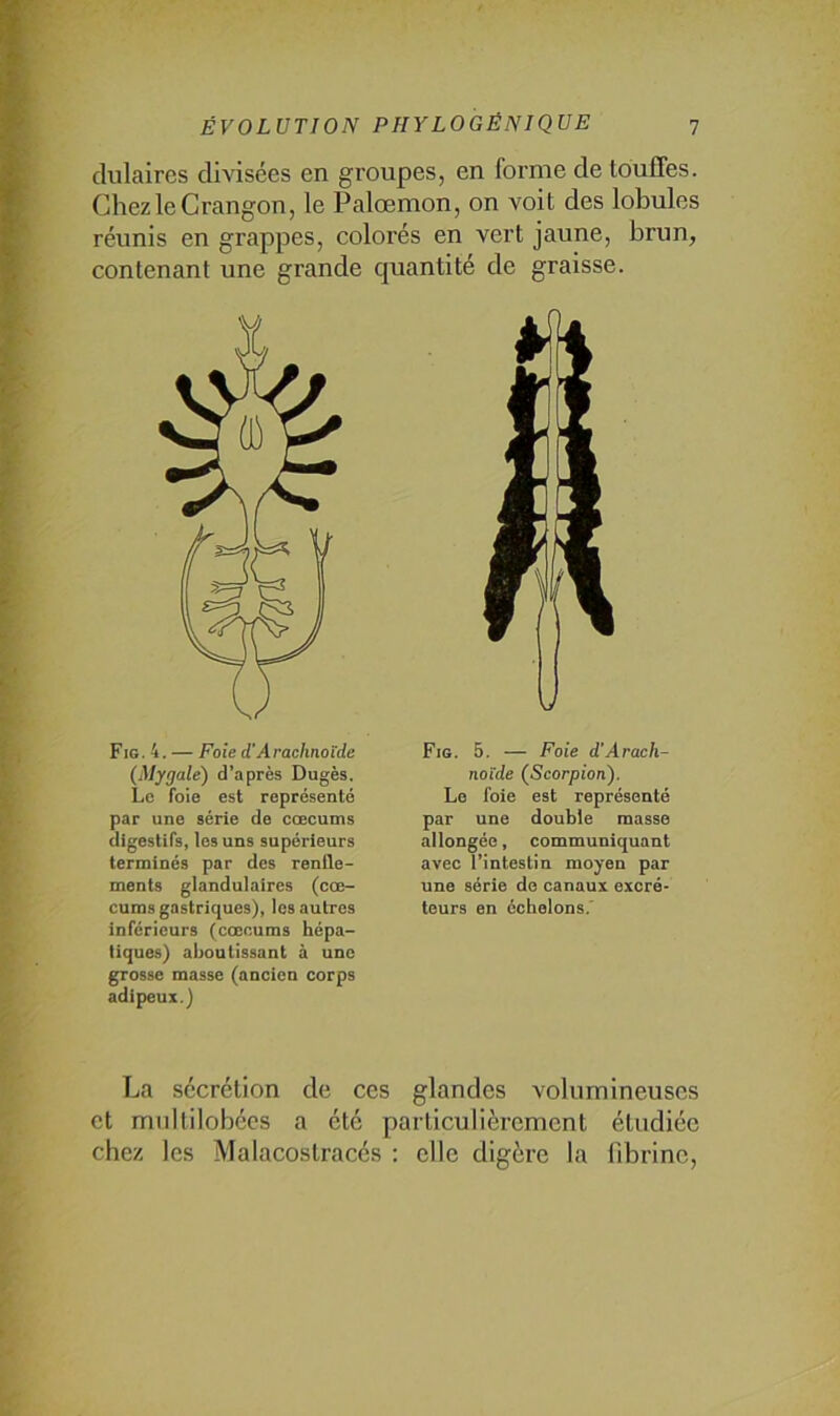 dulaires divisées en groupes, en forme de touffes. ChezleCrangon, le Palœmon, on voit des lobules réunis en grappes, colorés en vert jaune, brun, contenant une grande quantité de graisse. Fig. 4. — Foie d‘Arachnoïde (Mygale) d’après Dugès. Le foie est représenté par une série de cœeums digestifs, les uns supérieurs terminés par des renlle- ments glandulaires (eoe- cums gastriques), les autres inferieurs (cœeums hépa- tiques) aboutissant à une grosse masse (ancien corps adipeux.) \J Fig. 5. — Foie d‘Arach- noïde (Scorpion). Le foie est représenté par une double masse allongée, communiquant avec l’intestin moyen par une série de canaux excré- teurs en échelons.' La sécrétion de ces glandes volumineuses et mnltilobécs a été particulièrement étudiée chez les Malacostracés ; elle digère la fibrine,
