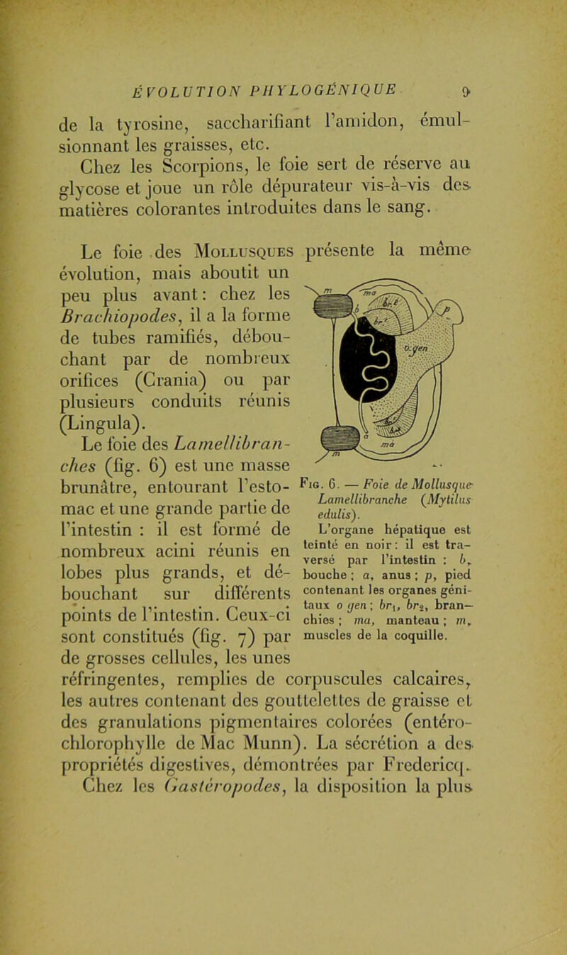 de la tyrosine, saccharifianl l’amidon, émul- sionnant les graisses, etc. Chez les Scorpions, le foie sert de réserve au glycose et joue un rôle dépurateur vis-à-vis des. matières colorantes introduites dans le sang. Le foie des Mollusques évolution, mais aboutit un peu plus avant : chez les Brachiopodes, il a la forme de tubes ramifiés, débou- chant par de nombreux orifices (Crania) ou par plusieurs conduits réunis (Lingula). Le foie des Lamellibran- ches (fig. 6) est une masse brunâtre, entourant l’esto- mac et une grande partie de l’intestin : il est formé de nombreux acini réunis en lobes plus grands, et dé- bouchant sur différents points de l’intestin. Ceux-ci présente la même Fig. 6. — Foie de Mollusque- Lamellibranche (^Mytilus edulis). L’organe hépatique est teinté en noir; il est tra- versé par l’intestin ; 6, bouche ; a, anus ; p, pied contenant les organes géni- taux O yen ; 6ri, br^, bran- chies ; ma, manteau; m. sont constitués (fig. 7) par muscles de la coquille, de grosses cellules, les unes réfringentes, remplies de corpuscules calcaires, les autres contenant des gouttelettes de graisse et des granulations pigmentaires colorées (entéro- cbloropbylle de Mac Munn). La sécrétion a des. propriétés digestives, démontrées par Fredericq., Chez les (ïasléropodes, la disposition la plus.