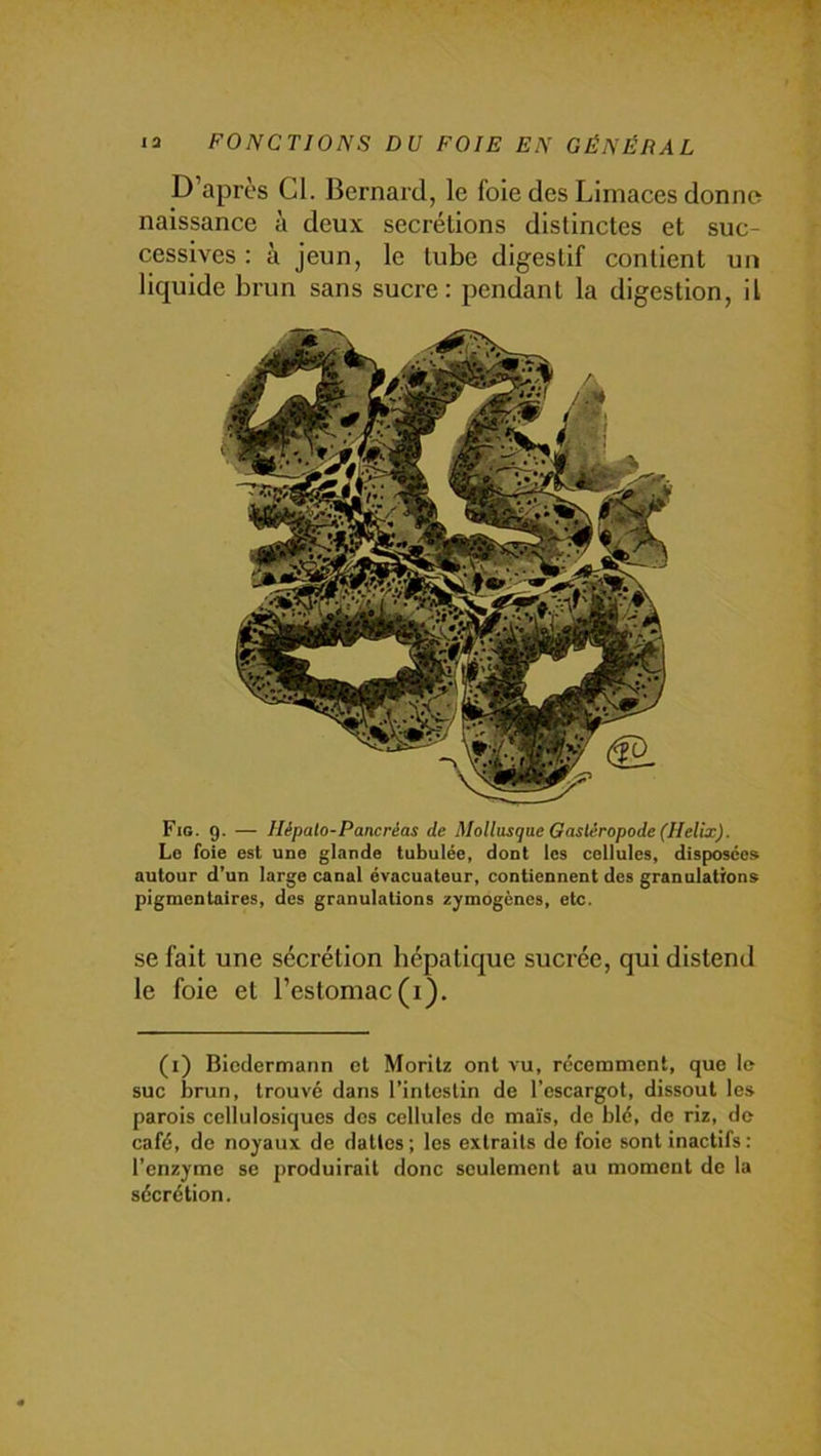 D’après Cl. Bernard, le foie des Limaces donne naissance à deux secrétions distinctes et suc- cessives : à jeun, le tube digestif contient un liquide brun sans sucre: pendant la digestion, il Fig. g. — Ilépato-Pancréas de Mollusque Gastéropode (Hélix). Lo foie est une glande tubulée, dont les cellules, disposées autour d'un large canal évacuateur, contiennent des granulations pigmentaires, des granulations zymogènes, etc. se fait une sécrétion hépatique sucrée, qui distend le foie et l’estomac (i). (i) Bicdermann cl Moritz ont vu, récemment, que le suc brun, trouvé dans l’intestin de l’escargot, dissout les parois cellulosiques des cellules de maïs, de blé, de riz, do café, de noyaux de dattes ; les extraits de foie sont inactifs : l’enzyme se produirait donc seulement au moment de la sécrétion.