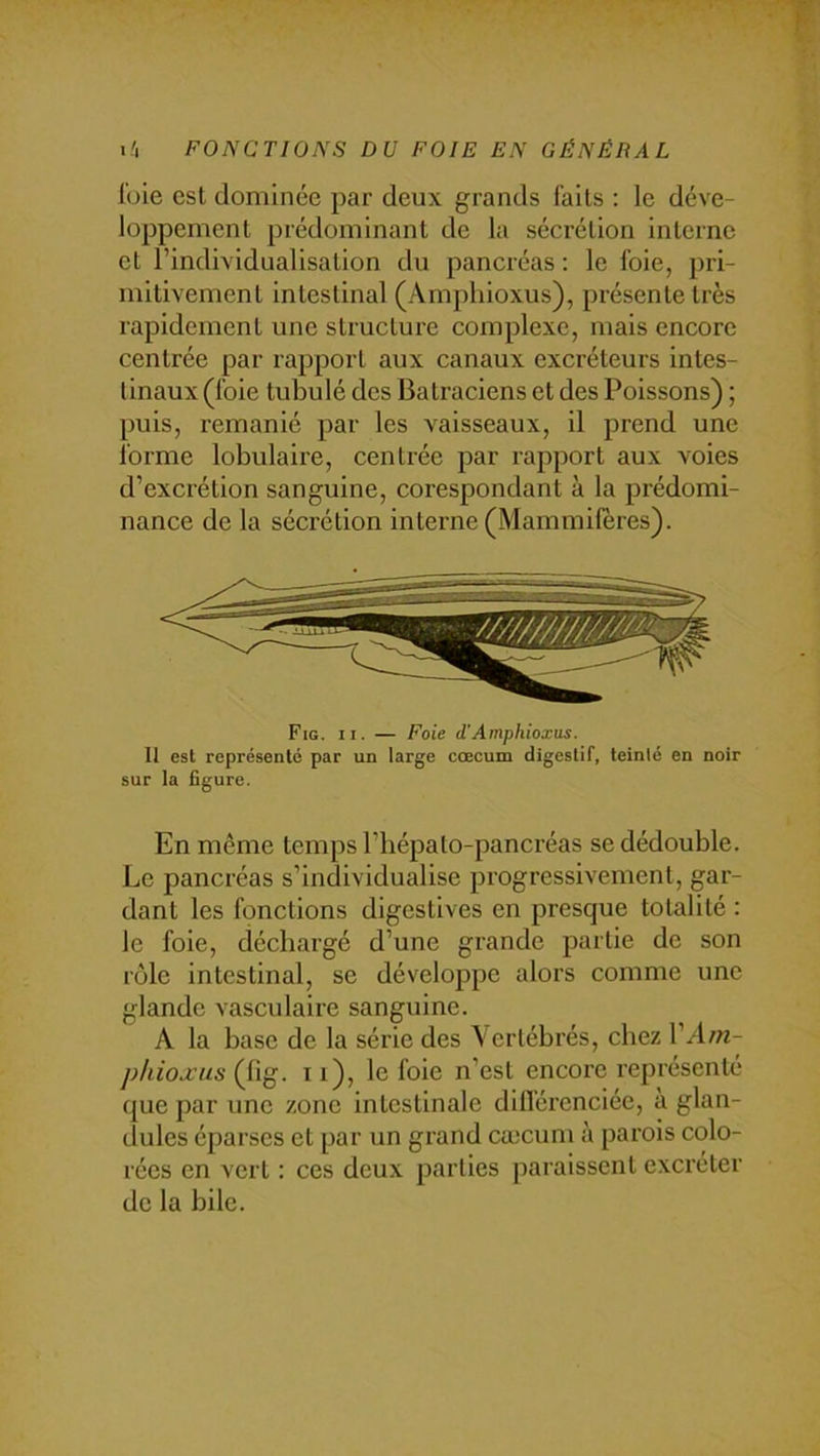 l'oie est dominée par deux grands faits : le déve- loppement prédominant de la sécrétion interne et l’individualisation du pancréas : le foie, pri- mitivement intestinal (Amphioxus), présente très rapidement une structure complexe, mais encore centrée par rapport aux canaux excréteurs intes- tinaux (foie tubulé des Batraciens et des Poissons) ; puis, remanié par les vaisseaux, il prend une forme lobulaire, centrée par rapport aux voies d’excrétion sanguine, corespondant à la prédomi- nance de la sécrétion interne (Mammifères). Fig. II. — Foie d'Amphioxus. 11 est représenté par un large cæcum digestif, teinté en noir sur la figure. En même temps l’iiépalo-pancréas se dédouble. Le pancréas s’individualise progressivement, gar- dant les fonctions digestives en presque totalité : le foie, déchargé d’une grande partie de son rôle intestinal, se dévelojspc alors comme une glande vasculaire sanguine. A la base de la série des A ertébrés, chez VAm- pkioxus (fig. Il), le foie n’est encore représenté que par une zone intestinale difl'éi'enciée, à glan- dules éparses et par un grand cæcum à parois colo- rées en vert : ces deux parties paraissent excréter de la bile.