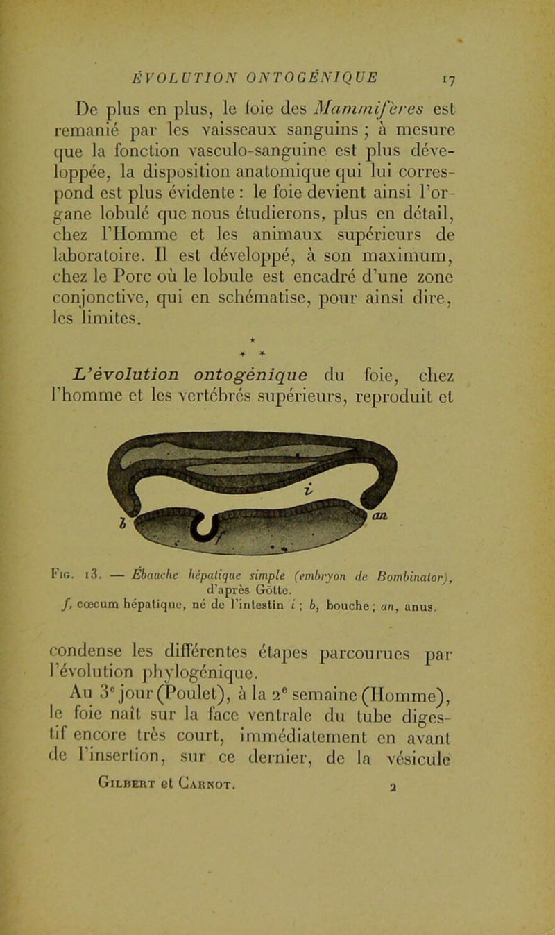 De plus en plus, le loie des Mammifères est remanié par les vaisseaux sanguins ; à mesure que la fonction vasculo-sanguine est plus déve- loppée, la disposition anatomique qui lui corres- pond est plus évidente ; le foie devient ainsi l’or- gane lobulé que nous étudierons, plus en détail, chez l’Homme et les animaux supérieurs de laboratoire. Il est développé, à son maximum, chez le Porc où le lobule est encadré d’une zone conjonctive, qui en schématise, pour ainsi dire, les limites. 4 4 L'évolution ontogénique du foie, chez l’homme et les vertébrés supérieurs, reproduit et Flg. i3. — Ebauche hépatique simple (embryon de Bombinalor), d’après Gôtte. /, cæcum hépatique, né de l'intestin i ; 5, bouche; an, anus. condense les différentes étapes parcourues par l’évolution ])hylogénique. Au 3“ jour (Poulet), à la 2“ semaine (Homme), le foie naît sur la face ventrale du tube diges- tif encore très court, immédiatement en avant de l’insertion, sur ce dernier, de la vésicule Gilbert et Carnot. a