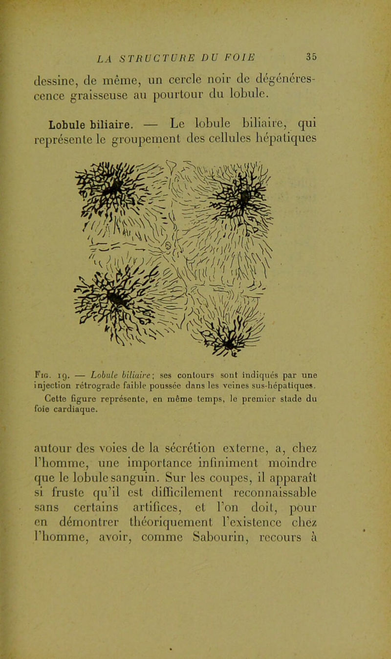 dessine, de même, un cercle noir de dégénéres- cence graisseuse au pourtour du lobule. Lobule biliaire. — Le lobule biliaire, cjui représente le groupement des cellules hépatiques Fig. ig. — Lobule biliaire-, ses conlours sont indiqués par une injection rétrograde faible poussée dans les veines sus-hépatiques. Cette figure représente, en même temps, le premier stade du foie cardiaque. autour des voies de la sécrétion externe, a, chez l’bomme, une importance infiniment moindre que le lobule sanguin. Sur les coupes, il apparaît si fruste qu’il est difficilement reconnaissable sans certains artifices, et l’on doit, pour en démontrer théoriquement l’existence chez l’homme, avoir, comme Sabourin, recours à
