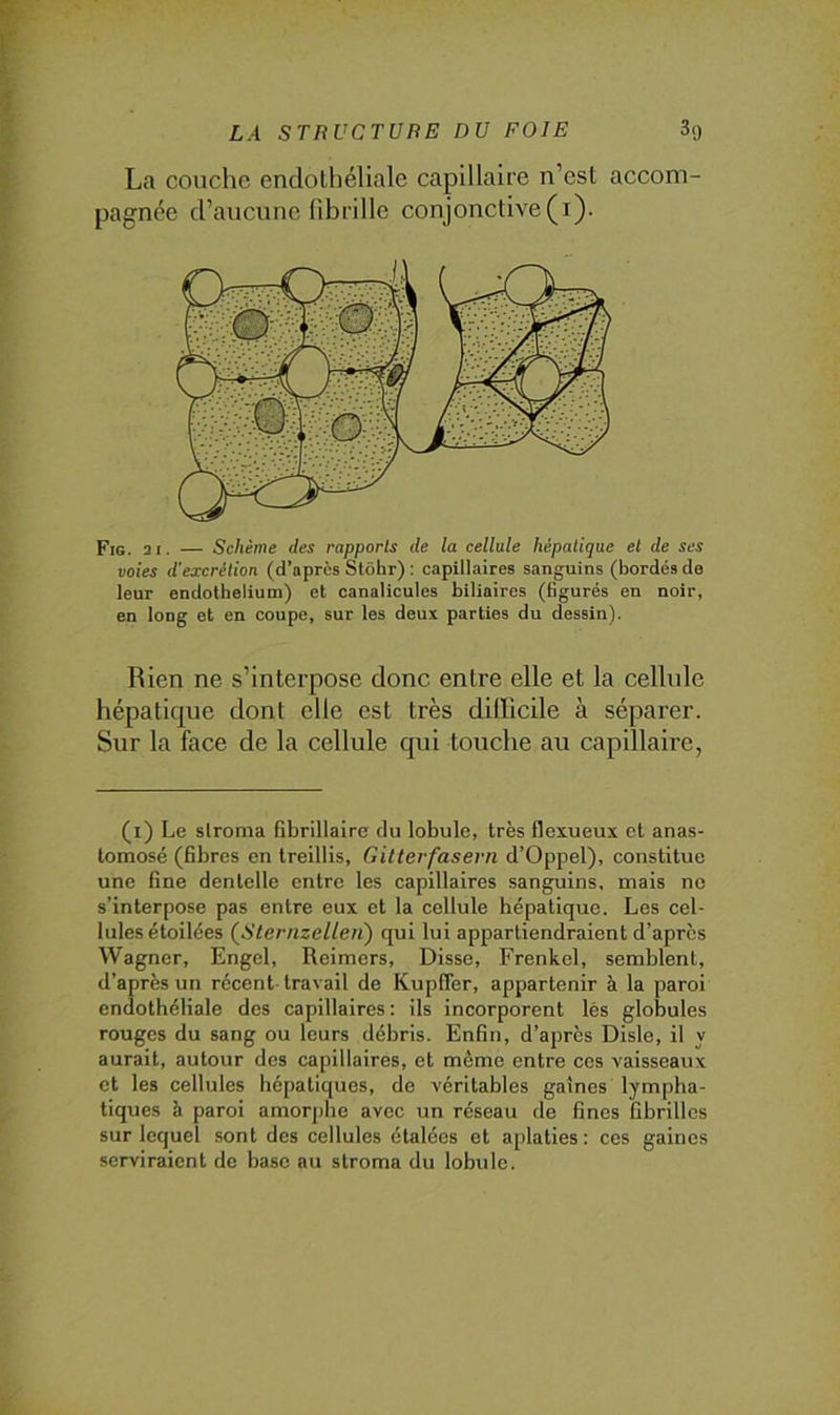 La couche endolhéliale capillaire n’est accom- pagnée d’aucune fibrille conjonctive (i). Fig. 21. — Schème des rapports de la cellule hépatique et de ses voies d’excrétion (d’après Stôhr) : capillaires sanguins (bordés de leur endothélium) et canalicules biliaires (figurés en noir, en long et en coupe, sur les deux parties du dessin). Rien ne s’interpose donc entre elle et la cellule hépatique dont elle est très difficile à séparer. Sur la face de la cellule qui touche au capillaire, (i) Le slroma fibrillaire du lobule, très flexueux et anas- tomosé (fibres en treillis, Gitterfasern d’Oppel), constitue une fine dentelle entre les capillaires sanguins, mais ne s’interpose pas entre eux et la cellule hépatique. Les cel- lules étoilées (jSternzcUen') qui lui appartiendraient d’apres Wagner, Engel, Reimers, Disse, Frenkel, semblent, d’après un récent- travail de Kupffer, appartenir à la paroi endothéliale des capillaires : ils incorporent lès globules rouges du sang ou leurs débris. Enfin, d’après Disle, il y aurait, autour des capillaires, et même entre ces vaisseaux et les cellules hépatiques, de véritables gaines lympha- tiques à paroi amorphe avec un réseau de fines fibrilles sur lequel sont des cellules étalées et aplaties: ces gaines serviraient de base au stroma du lobule.