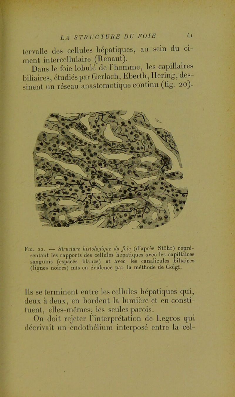 lervalle des cellules hépatiques, au sein du ci- ment intercellulaire (Renaut). Dans le foie lobulé de l’homme, les capillaires biliaires, étudiés par Gerlach, Eberth, Ileiing, des- sinent un réseau anastomotique continu (fig. 20). t'iG. 22. — Slruclure histologique du foie (d’après Stôhr) repré- sentant les rapports des cellules hépatiques avec les capillaires sanguins (espaces blancs) et avec les canalicules biliaires (lignes noires) mis en évidence par la méthode de Golgl. Ils se terminent entre les cellules hépatiques qui, deux à deux, en bordent la lumière et en consti- tuent, elles-mêmes, les seules parois. On doit rejeter l’interprétation de Legros qui décrivait un endothélium interposé entre la cel-