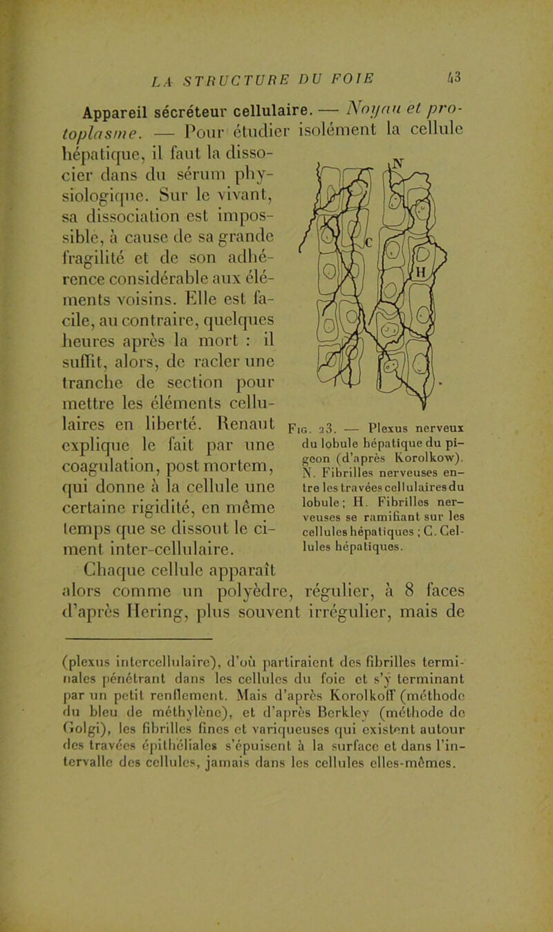 Appareil sécréteur cellulaire. — Noyau et pro- toplasuie. — J^our éUidicr isolement la cellule hépatique, il faut la disso- cier dans du sérum phy- siologkpie. Sur le vivant, sa dissociation est impos- sible, à cause de sa grande fragilité et de son adhé- rence considérable aux élé- ments voisins. Elle est fa- cile, au contraire, quelques heures après la mort ; il suffit, alors, de racler une tranche de section pour mettre les éléments cellu- laires en liberté. Renaut explique le fait par une coagulation, postmortem, qui donne à la cellule une certaine rigidité, en même temps fpie se dissout le ci- ment inter-cellulaire. Chaque cellule apparaît alors comme un polyèdre, régulier, à 8 faces d’après llering, plus souvent irrégulier, mais de Fig. 23. — Plexus nerveux du lobule hépatique du pi- geon (d’après Korolkow). N. Fibrille.s nerveuses en- tre les travées collulairesdu lobule; H. Fibrilles ner- veuses se ramifiant sur les cellules hépatiques ; C. Cel- lules hépatiques. (plexus iritercclhilairc), d’où partiraient des fdirilles termi- nales pénétrant dans les cellules du foie et s’ÿ terminant par un petit renflement. Mais d’après KorolkoIF (méthode du bleu de méth\lènc), et d’après Berkley (méthode de fJolgi), les fibrilles fines et variqueuses qui existent autour des travées épithéliales s’épuisent à la surface et dans l’in- tervalle des cellules, jamais dans les celhdes elles-mêmes.