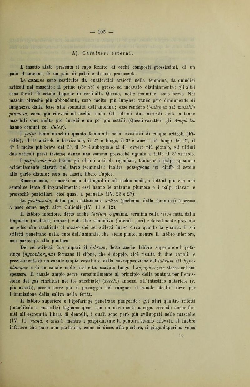 A). Caratteri esterni. L’insetto alato presenta il capo fornito di occhi composti grossissimi, di un paio d’antenne, di un paio di palpi e di una proboscide. Le antenne sono costituite da quattordici articoli nella femmina, da quindici articoli nel maschio; il primo (tornio) è grosso ed incavato distintamente; gli altri sono forniti di setole disposte in verticilli. Queste, nelle femmine, sono brevi. Nei maschi oltreché più abbondanti, sono molto più lunghe; vanno però diminuendo di lunghezza dalla base alla sommità dell’antenna ; esse rendono l’antenna del maschio piumosa, come già rilevasi ad occhio nudo. Gli ultimi due articoli delle antenne maschili sono molto più lunghi e un po’ più sottili. (Questi caratteri gli Anopheles hanno comuni coi Culex). I palpi tanto maschili quanto femminili sono costituiti di cinque articoli (Fi- calbi); il 1° articolo è brevissimo, il 2° è lungo, il 3° è ancor più lungo del 2°, il 4° è molto più breve del 3°, il 5° è subeguale al 4°, ovvero più piccolo, gli ultimi due articoli presi insieme danno una somma pressoché uguale a tutto il 3° articolo. I palpi maschili hanno gli ultimi articoli rigonfiati, tantoché i palpi appaiono evidentemente clavati nel terzo terminale; inoltre posseggono un ciuffo di setole alla parte distale; esso ne lascia libero l’apice. Riassumendo, i maschi sono distinguibili ad occhio nudo, o tutt’al più con una semplice lente d’ingrandimento: essi hanno le antenne piumose e i palpi clavati e pressoché peniciliari, cioè quasi a pennello (IV. 23 e 27). La proboscide, detta più esattamente antlia (parliamo della femmina) è presso a poco come negli altri Culicidi (IV, 11 e 12). II labbro inferiore, detto anche labium, o guaina, termina colla oliva fatta dalla linguetta (mediana, impari) e da due semiolive (laterali, pari) e dorsalmente presenta un solco che racchiude il mazzo dei sei stiletti lungo circa quanto la guaina. I sei stiletti penetrano nella cute dell’ animale, che viene punto, mentre il labbro inferiore, non partecipa alla puntura. Dei sei stiletti, due impari, il labrum, detto anche labbro superiore e l’ipofa- ringe (hypopharynx) formano il sifone, che è doppio, cioè risulta di due canali, e precisamente di un canale ampio, costituito dalla sovrapposizione del labrum &\Y hypo- pharynx e di un canale molto ristretto, scavato lungo l’hypopharynx stessa nel suo spessore. Il canale ampio serve verosimilmente al principio della puntura per l’emis- sione dei gas rinchiusi nei tre succhiatoj (succh.) annessi all’ intestino anteriore (v. più avanti), poscia serve per il passaggio del sangue; il canale stretto serve per l’immissione della saliva nella ferita. Il labbro superiore e l’ipofaringe penetrano pungendo : gli altri quattro stiletti (mandibole e mascelle) tagliano quasi con un movimento a sega, essendo anche for- niti all’estremità libera di dentelli, i quali sono però più sviluppati nelle mascelle (IV, 11, mand. e mas.), mentre i palpi durante la puntura stanno rilevati. Il labbro inferiore che pure non partecipa, come si disse, alla puntura, si piega dapprima verso 14