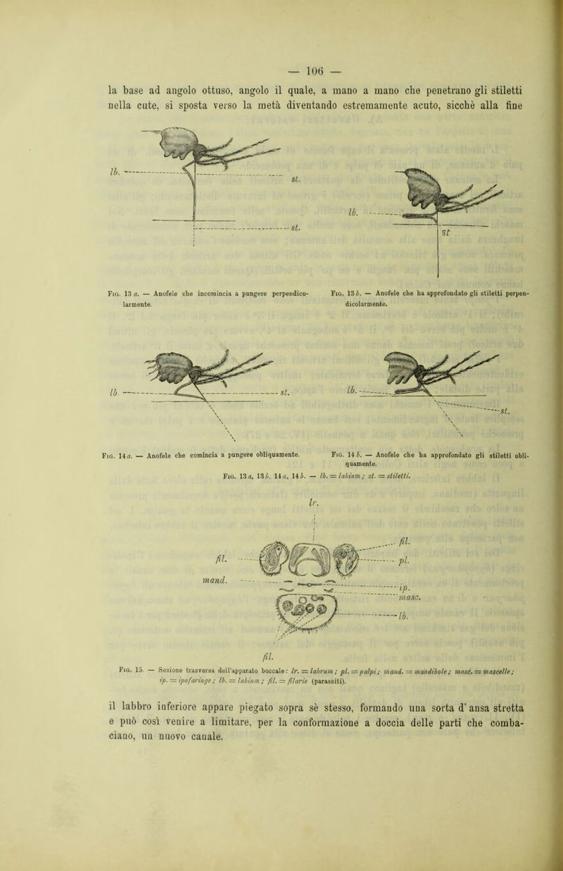 la base ad angolo ottuso, angolo il quale, a mano a mano che penetrano gli stiletti nella cute, si sposta verso la metà diventando estremamente acuto, sicché alla fine Fig. 13 a. — Anofele che incomincia a pungere perpendico- larmente. Fig. 13 b. — Anofele che ha approfondato gli stiletti perpen- dicolarmente. Fig. 14n. — Anofele che comincia a pungere obliquamente. Fig. 14 b. — Anofele che ha approfondato gli stiletti obli- quamente. Fig. 13 a, 13 L- 14 a, 14 b. — lb. — labium ; st. = stiletti. Ir. Fig. 15. — Sezione trasversa dell'apparato boccale: Ir. =■ labrum ; pi. = palpi ; in and. — mandibole ; masc» = mascelle ; ip. = ipofaringe ; lb.— labium ; fil. = filarie (parassiti). il labbro inferiore appare piegato sopra sé stesso, formando una sorta d’ ansa stretta e può così venire a limitare, per la conformazione a doccia delle parti che comba- ciano, un nuovo canale.