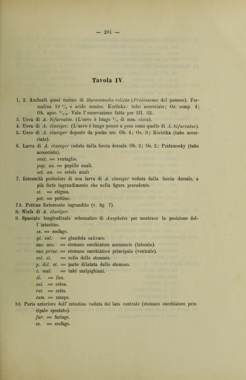 Tavola IV. 1, 2. Amfionti quasi maturi di Haemamoeba relieta {Proteosoma dui passero). For- malina 10 °/0 e acido osmico. Koritska: tubo accorciato; Oc. comp. 4; Ob. apoc. 2/w. Yale l’osservazione fatta per III. 32. 3. Uova di A. bifurcatus. (L’uovo è lungo 3/„ di mm. circa). 4. Uova di A. claviger. (L’uovo è lungo presso a poco come quello di A. biftircalus). 5. Uovo di A. claviger deposto da poche ore. Ob. 4; Oc. 3; Koristka (tubo accor- ciato). 6. Larva di A. claviger veduta dalla faccia dorsale. Ob. 2; Oc. 2; Pratzmosky (tubo accorciato). vent. = ventaglio. pap. an. = papille anali. set. an. = setole anali 7. Estremità posteriore di una larva di A. claviger veduta dalla faccia dorsale, a più forte ingrandimento che nella figura precedente. st. — stigma. pet. = pettine. 7 b. Pettine fortemente ingrandito (v. fig. 7). 8. Ninfa di A. claviger. 9. Spaccato longitudinale schematico di Anopheles per mostrare la posizione del- l’intestino. es. = esofago. gl. sai. = glandola salivare. sue. acc. = stomaco succhiatore accessorio (laterale). sue. princ. — stomaco succhiatore principale (ventrale). col. st. = collo dello stomaco. p. dii. st. — parte dilatata dello stomaco. t. mal. = tubi malpighiani. il. = ileo. col. = colon. ret. = retto. zam. — zampe. 10. Parte anteriore dell’intestino veduta dal lato ventrale (stomaco succhiatore priu cipale spostato). far. = faringe. es. = esofago.