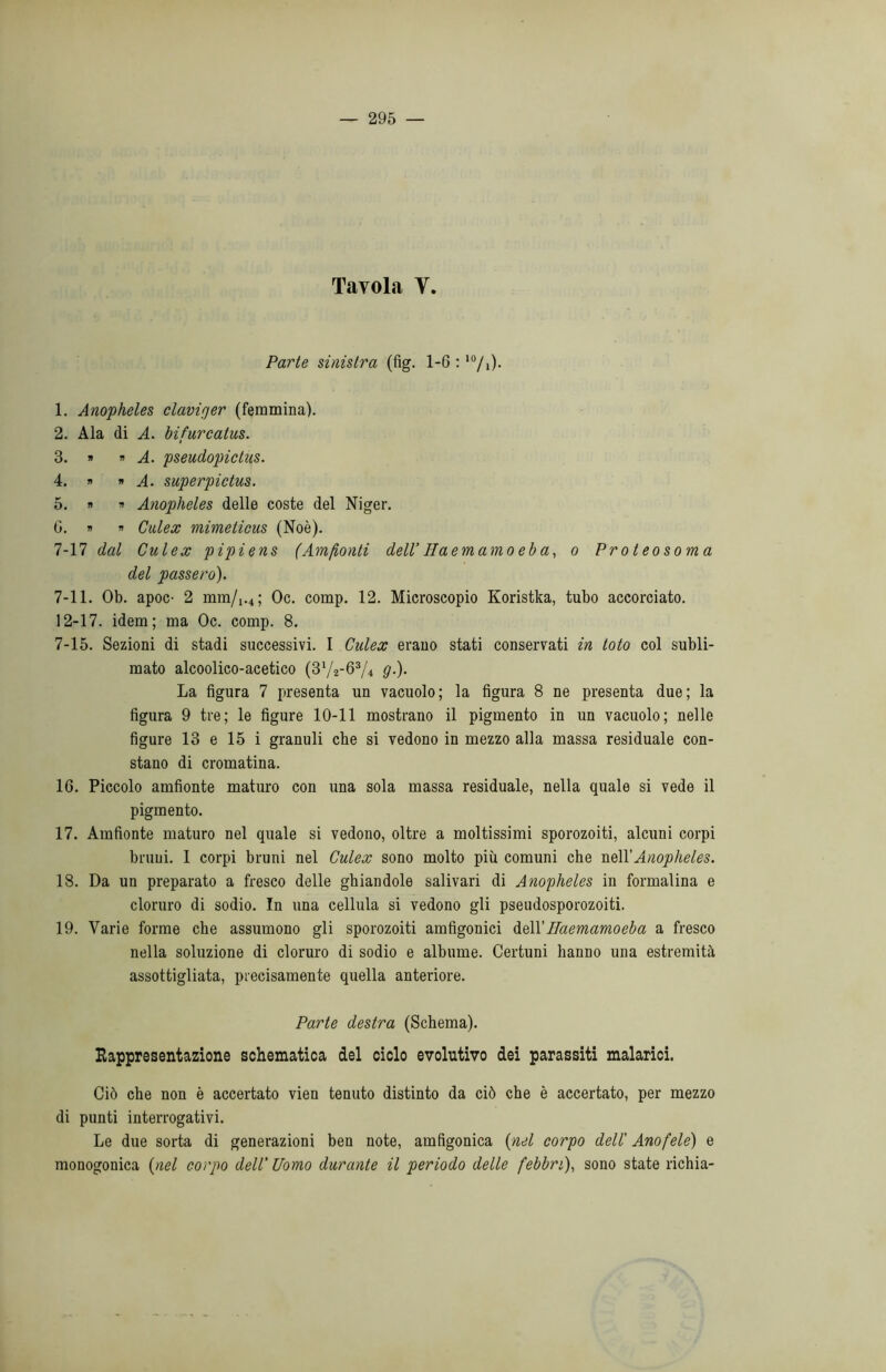 Tavola V. Parte sinistra (fig. 1-G : I0/i)- 1. Anopheles clavi<jer (femmina). 2. Ala di A. bifurcatus. 3. » ri A. pseudopictus. 4. « » A. superpictus. 5. » » Anopheles delle coste del Niger. G. * » Culex mimeticus (Noè). 7-17 dal Culex pipiens (Ammonti dell’ Ila em amo eb a, o Proteosoma del passero). 7-11. Ob. apoc- 2 mm/n; Oc. comp. 12. Microscopio Koristka, tubo accorciato. 12-17. idem; ma Oc. comp. 8. 7-15. Sezioni di stadi successivi. I Culex erano stati conservati in loto col subli- mato alcoolico-acetico (3V2-6V4 9-)- La figura 7 presenta un vacuolo; la figura 8 ne presenta due; la figura 9 tre; le figure 10-11 mostrano il pigmento in un vacuolo; nelle figure 13 e 15 i granuli che si vedono in mezzo alla massa residuale con- stano di cromatina. 16. Piccolo amfionte maturo con una sola massa residuale, nella quale si vede il pigmento. 17. Amfionte maturo nel quale si vedono, oltre a moltissimi sporozoiti, alcuni corpi bruni. I corpi bruni nel Culex sono molto più comuni che nell 'Anopheles. 18. Da un preparato a fresco delle ghiandole salivari di Anopheles in formalina e cloruro di sodio. In una cellula si vedono gli pseudosporozoiti. 19. Varie forme che assumono gli sporozoiti amfigonici dell’Haemamoeba a fresco nella soluzione di cloruro di sodio e albume. Certuni hanno una estremità assottigliata, precisamente quella anteriore. Parte destra (Schema). Rappresentazione schematica del ciclo evolutivo dei parassiti malarici. Ciò che non è accertato vien tenuto distinto da ciò che è accertato, per mezzo di punti interrogativi. Le due sorta di generazioni ben note, amfigonica (nel corpo dell' Anofele) e monogonica (nel corpo dell'Uomo durante il periodo delle febbri), sono state richia-