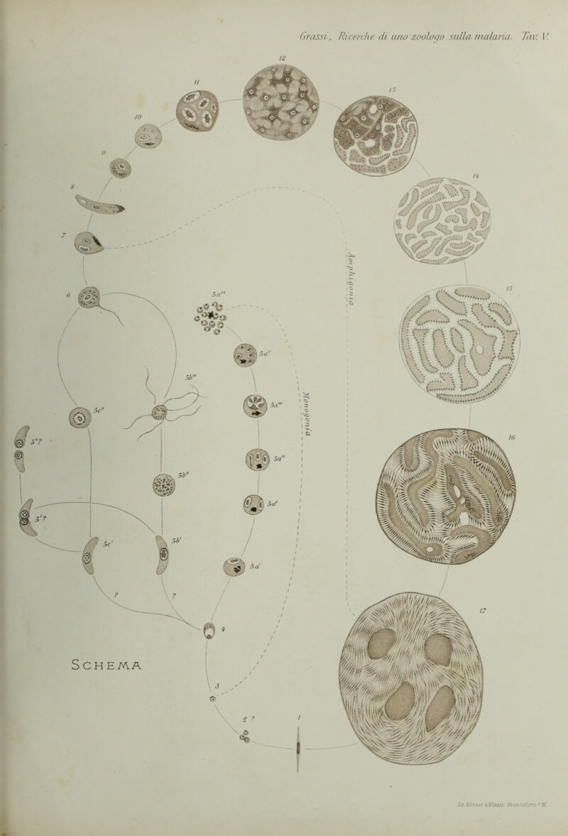 Grassi, Ricerche di imo zoologo sidla- malaria. Tav. V Lit- Werner & Wirsui Franeofortf ' \L